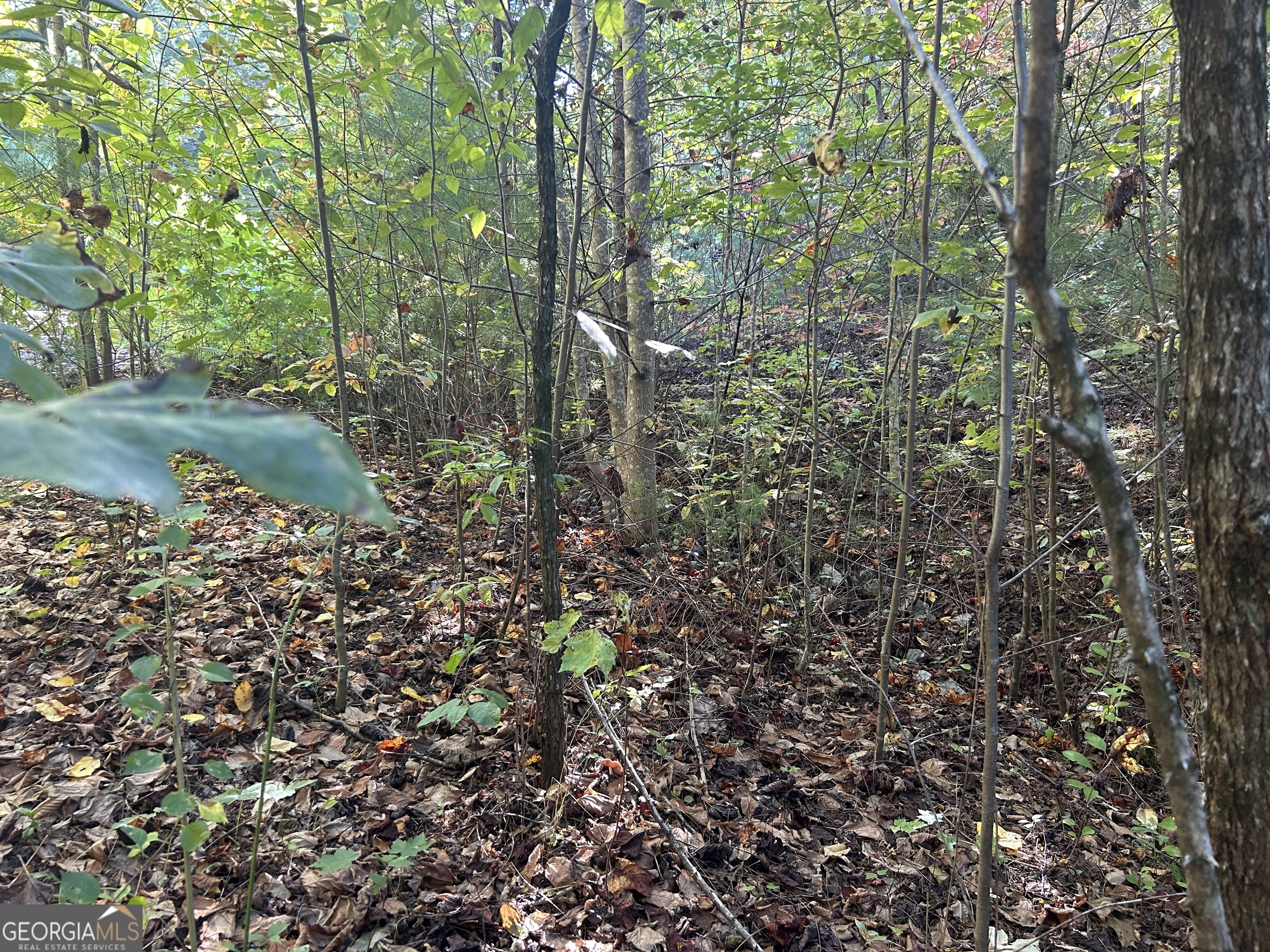 LOTS 19 & 20 Shake Hollow RD