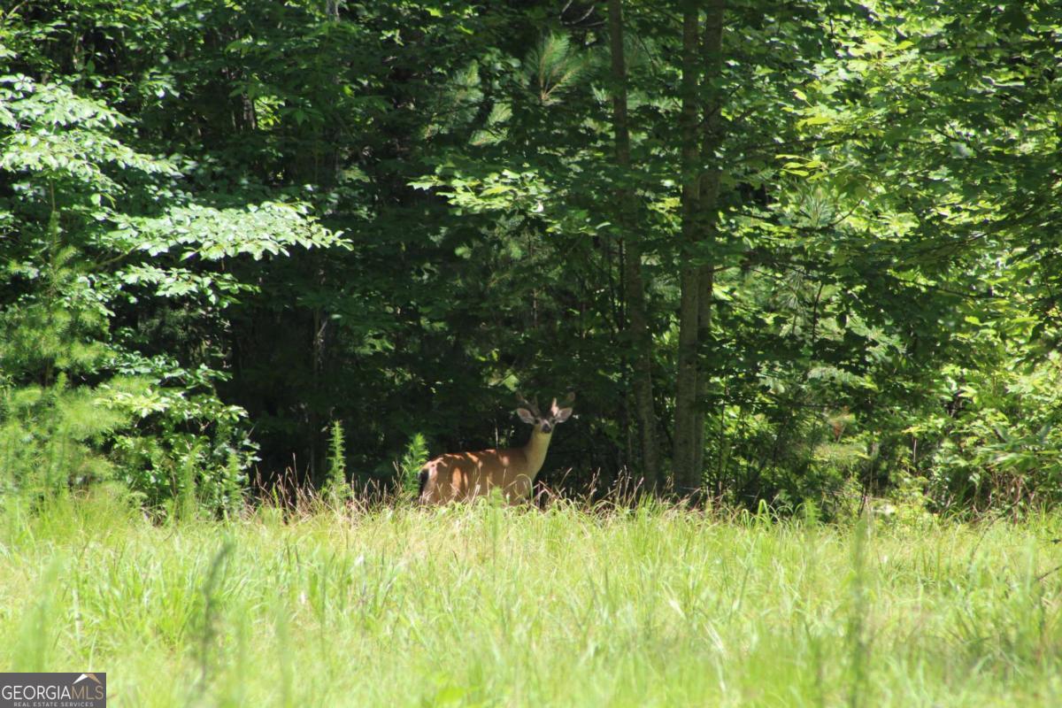 Explore this remarkable mountain property, offering awe-inspiring views and unparalleled privacy. This lot is an ideal location for your dream home or a serene weekend retreat. Conveniently located just minutes from downtown Ellijay and its famous apple orchards, it features freshly graveled roads and abundant wildlife!