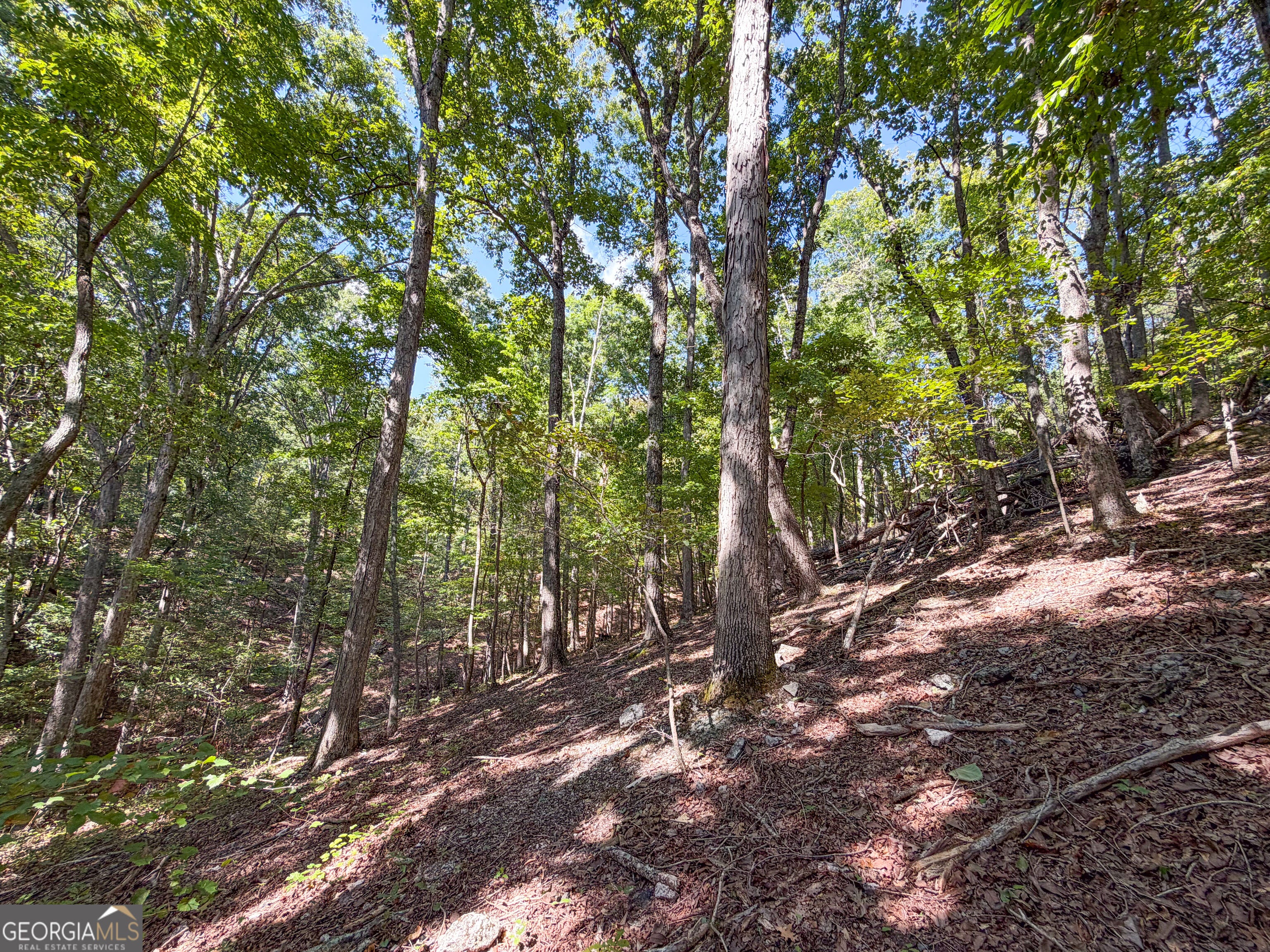 488 +/- Acres on Hall Station Road