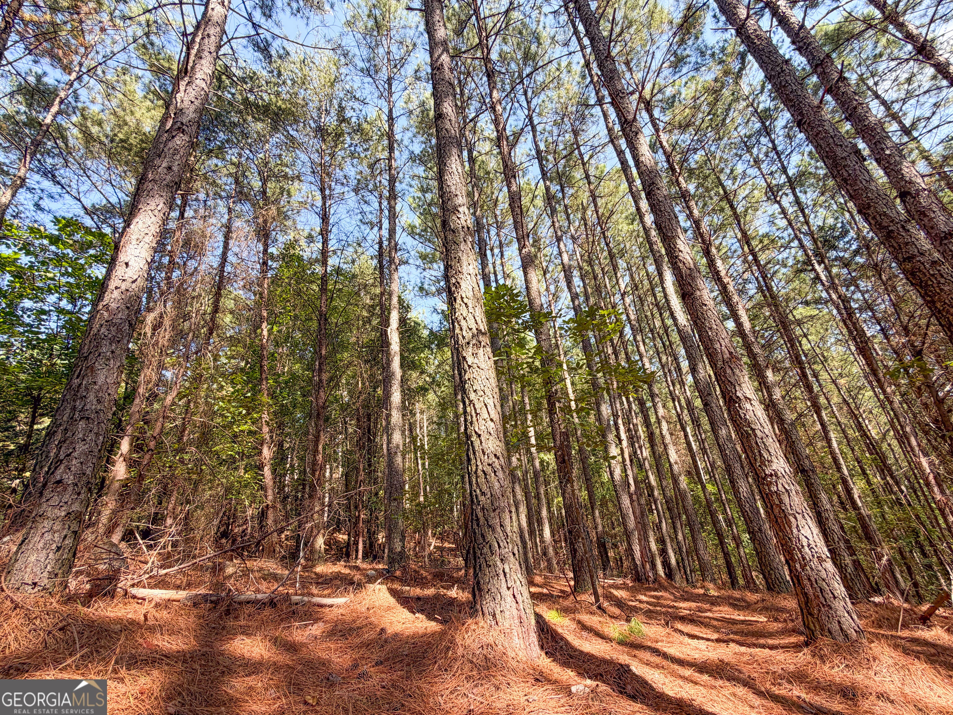 488 +/- Acres on Hall Station Road