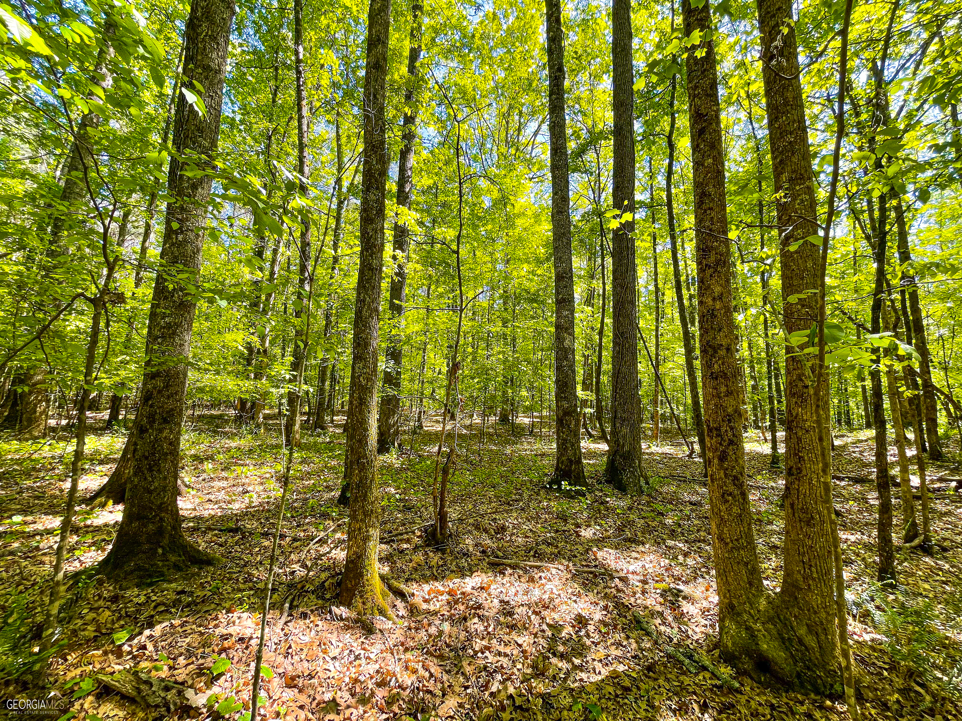 294 +/- ACRES ON Haywood Valley RD