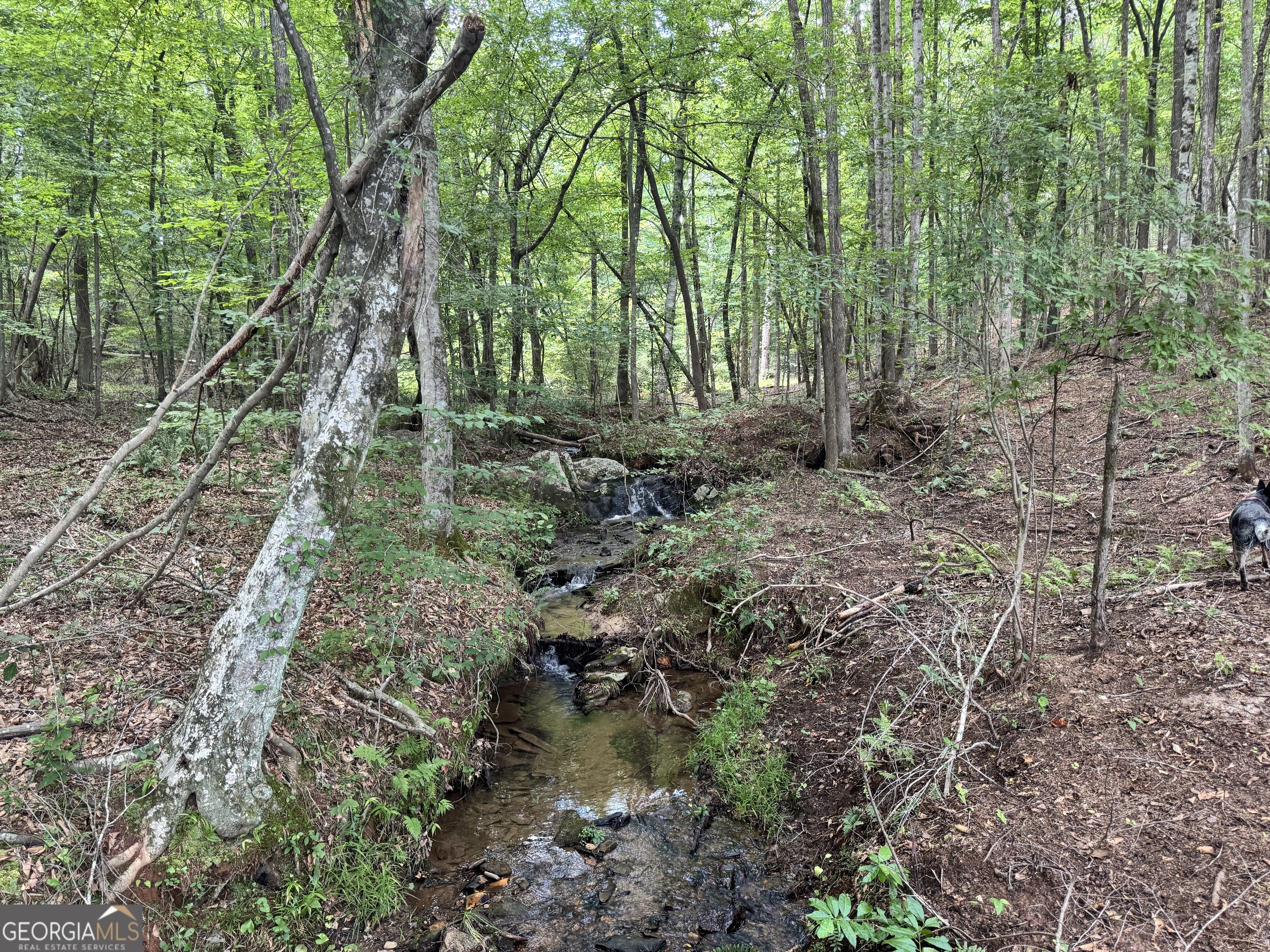 140+/- acres of land fronting on Hwy 100 in Heard County. Features include mature hardwoods, newly replanted pine plantation, food plots, and a potential pond site. The recent clear-cut area has been replanted for long-term value. Excellent interior road system provides access throughout. Ideal for a private homesite, recreational retreat, farm, or timber investment. Abundant wildlife and scenic terrain offer endless outdoor possibilities. Conveniently located near Franklin with easy access to Carrollton, Newnan, and LaGrange.