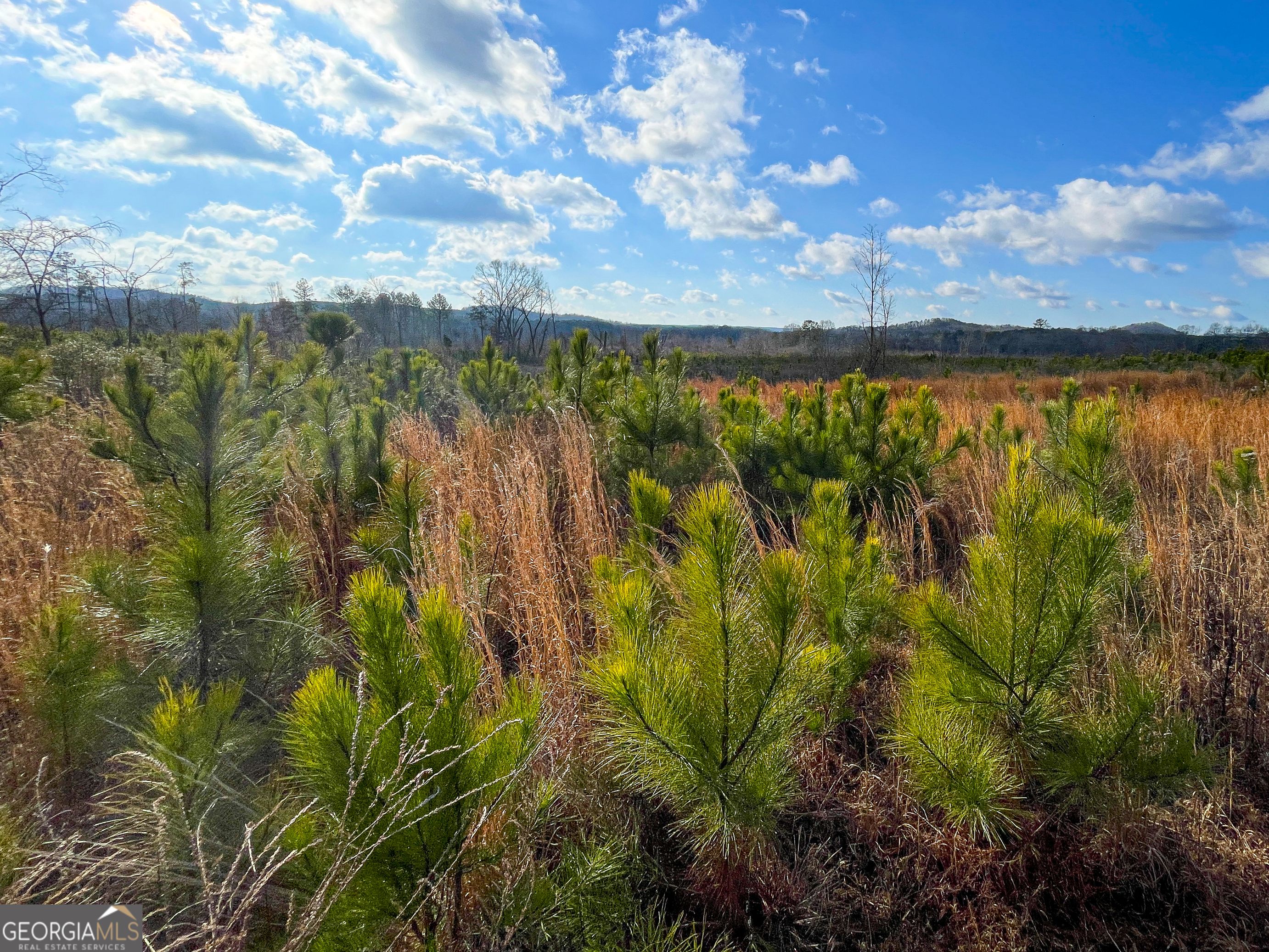 142 Acres on Judkin Mill RD