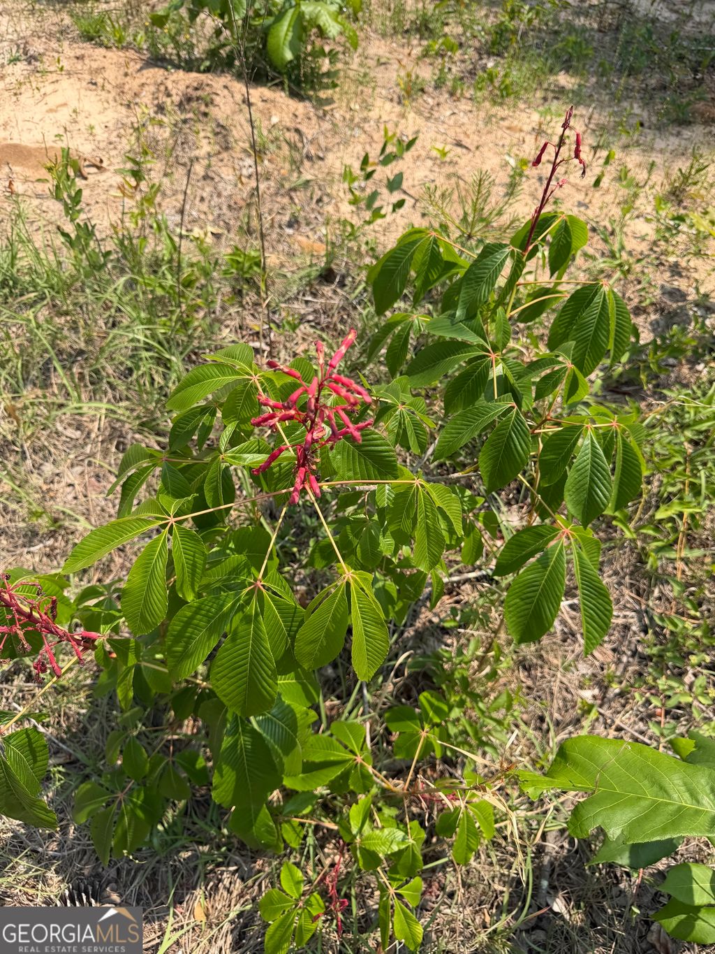 Photo of 1875 Oochee Creek Road, Toomsboro, GA 31090 (MLS # 10738357)