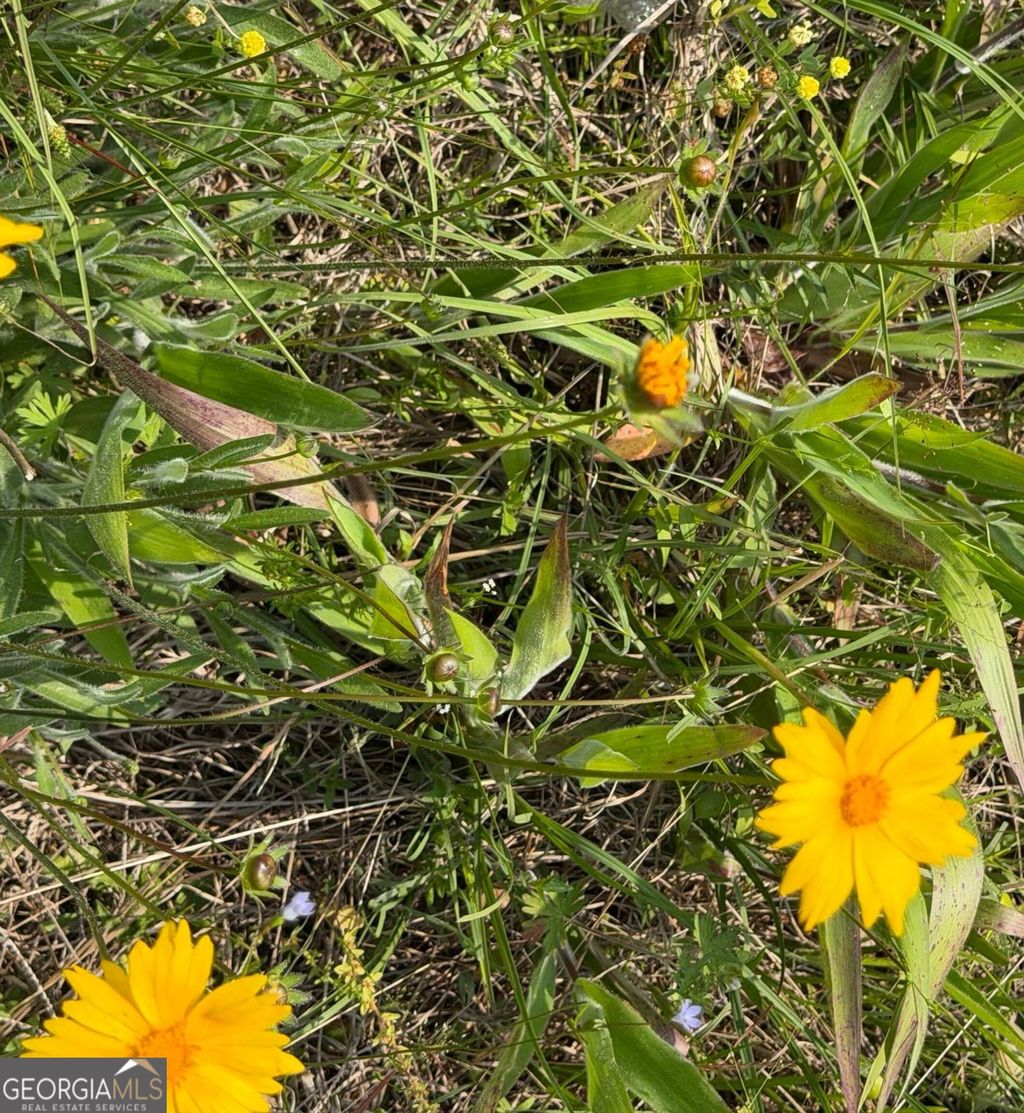 Photo of 1875 Oochee Creek Road, Toomsboro, GA 31090 (MLS # 10738357)