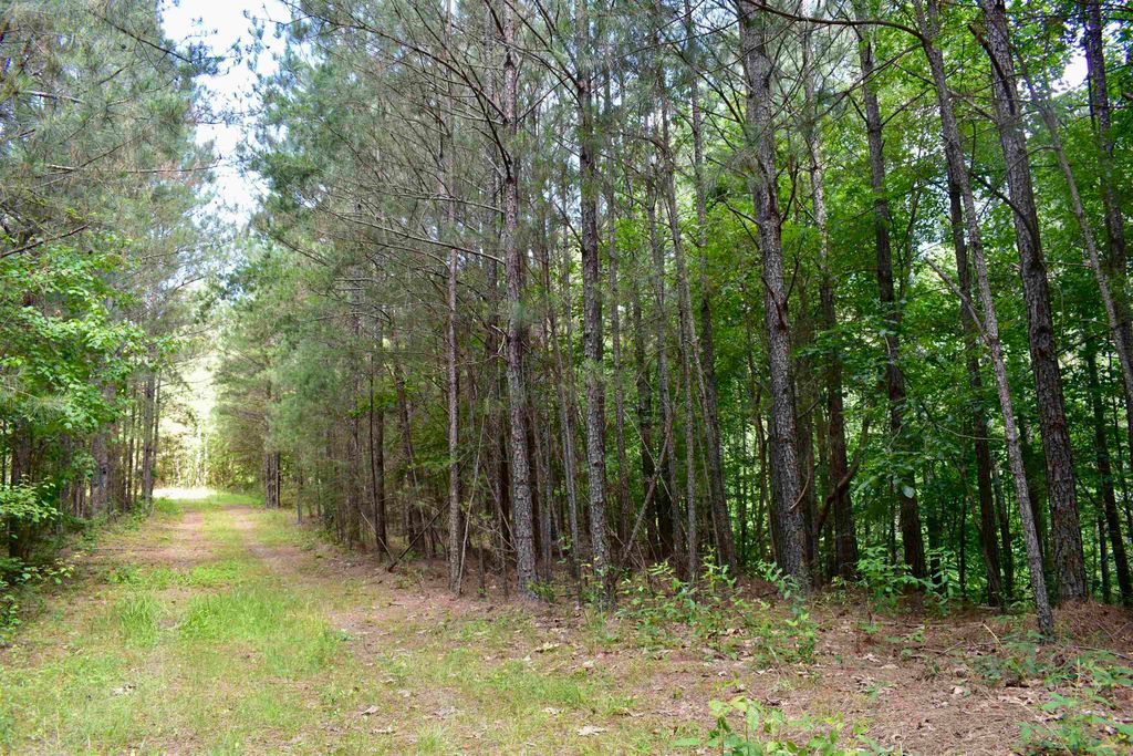 Photo of 0 Nickelsville Road, Ranger, GA 30734 (MLS # 20148653)