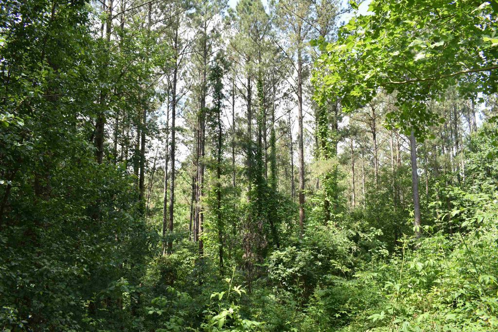 Photo of 0 Nickelsville Road, Ranger, GA 30734 (MLS # 20148653)