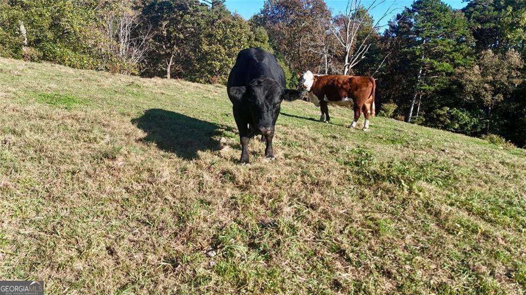 Photo of 0 Porter Springs Road, Dahlonega, GA 30533 (MLS # 10724735)