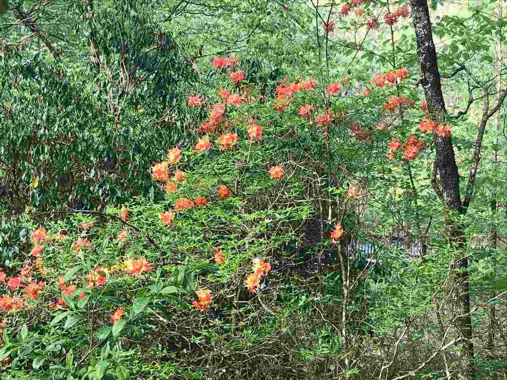 listing image 54