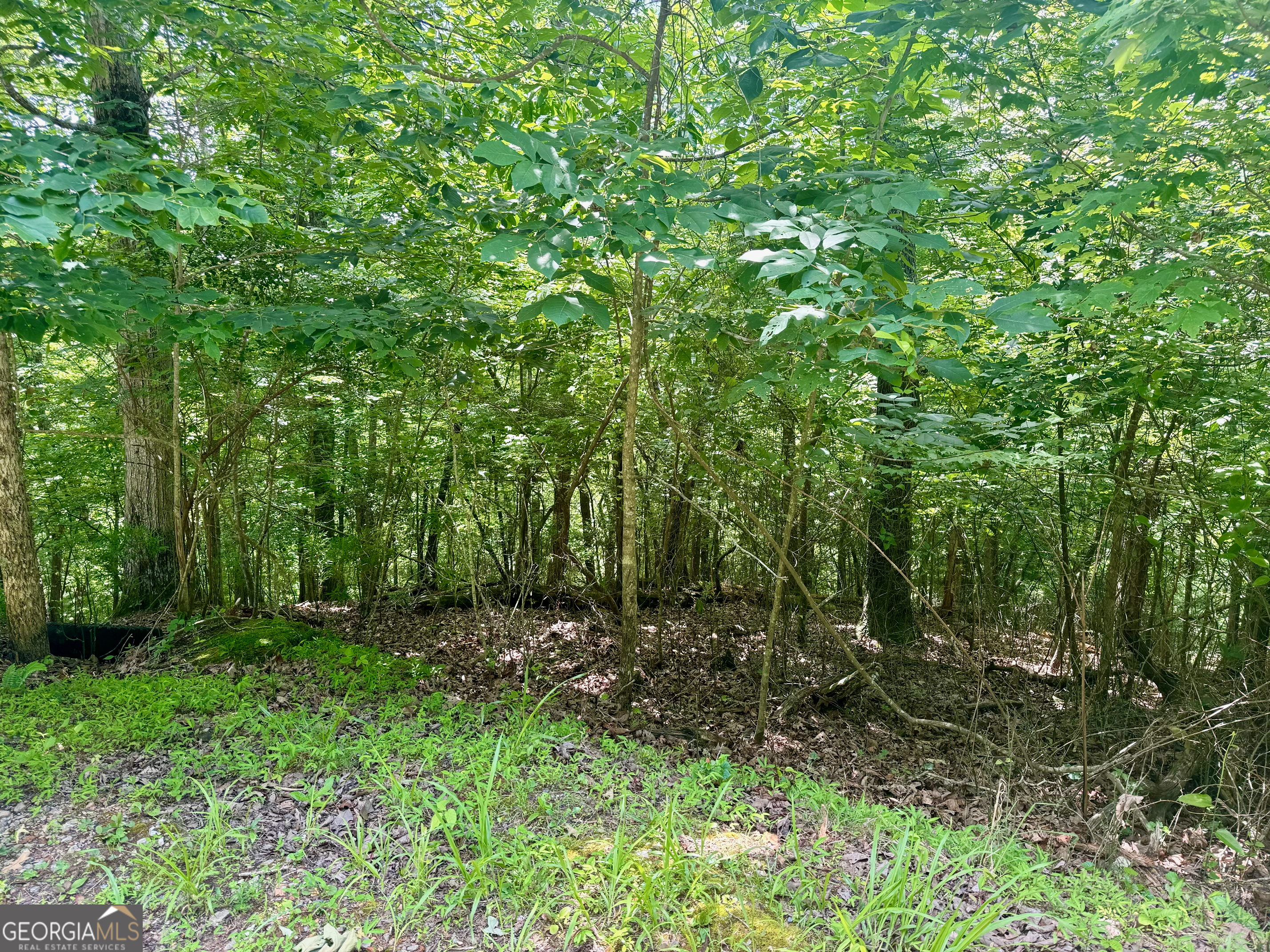 Ellijay, Georgia 30540, United States, ,Land,Active,53881