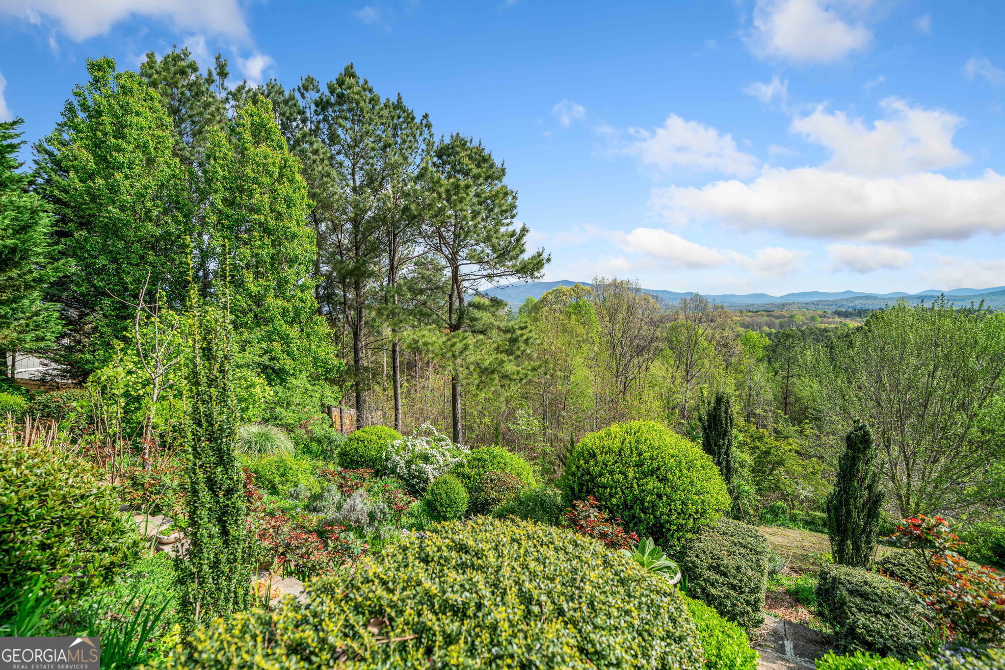 100 Fox Paw Leaf CT