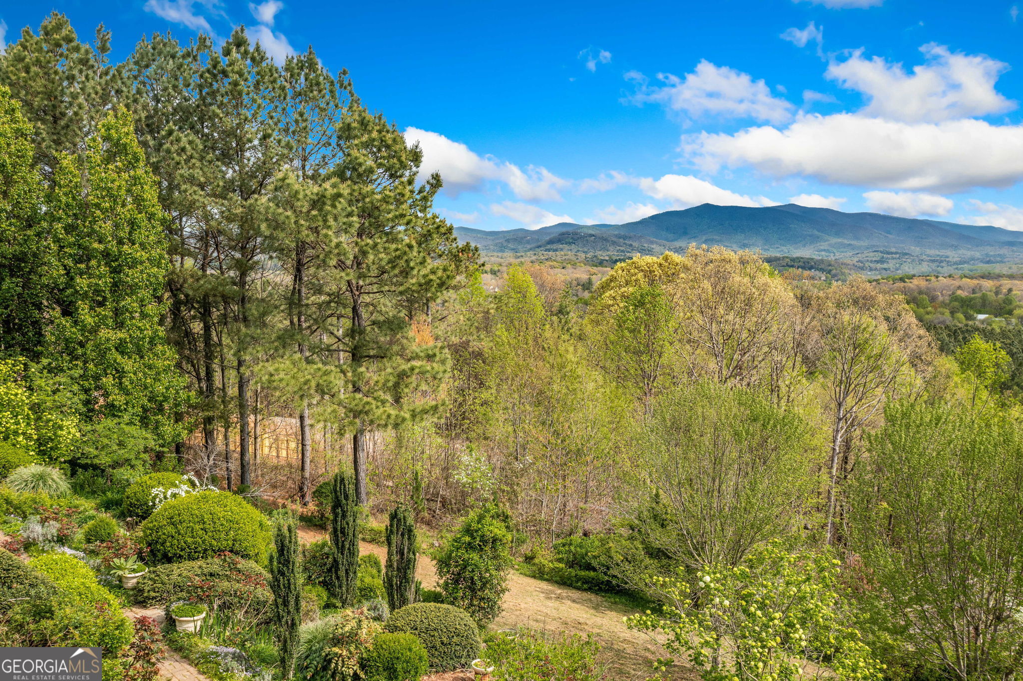 100 Fox Paw Leaf CT