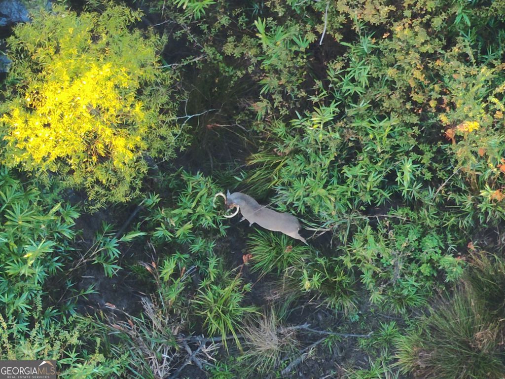 Photo of 2 S HWY 17, Wadley, GA 30477 (MLS # 10676158)