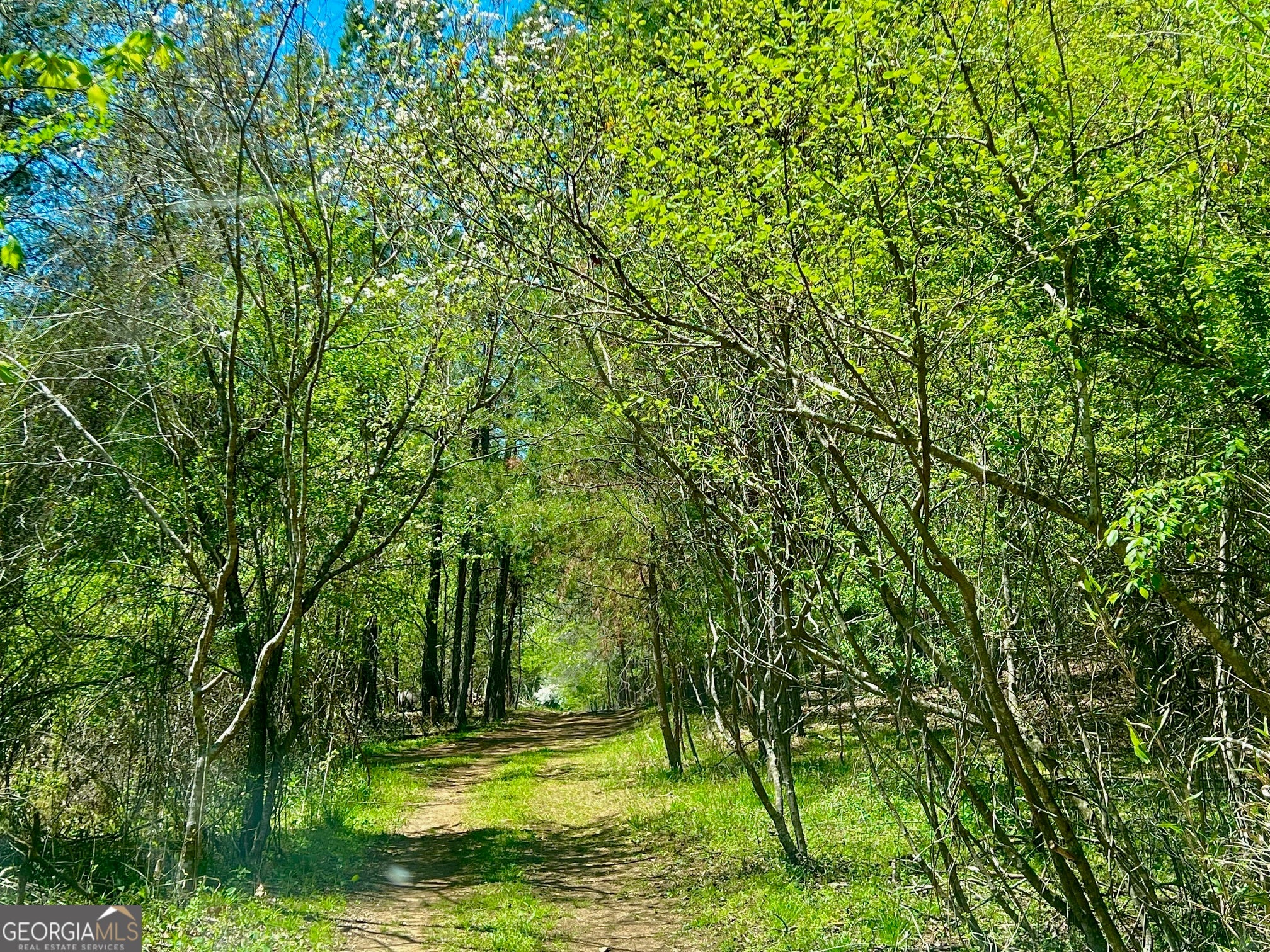 0 Toccoa River Forest
