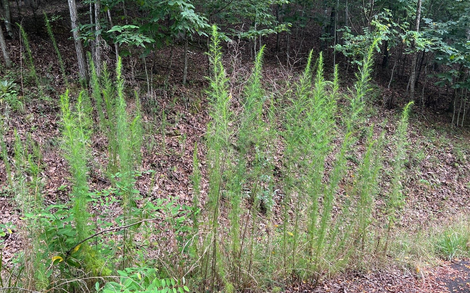 LOT 12 Preserve At Beach Mountain