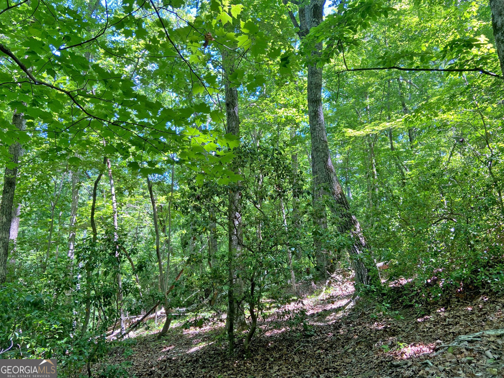 0 Hickory Nut TRL