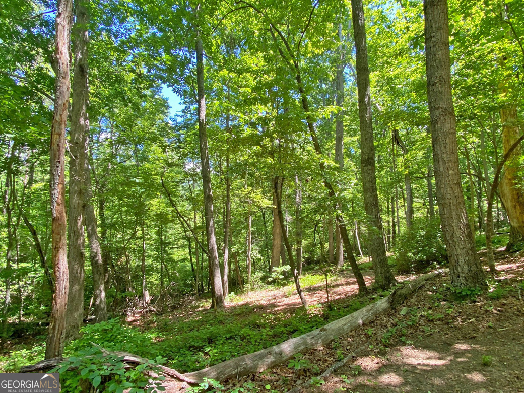 0 Hickory Nut TRL