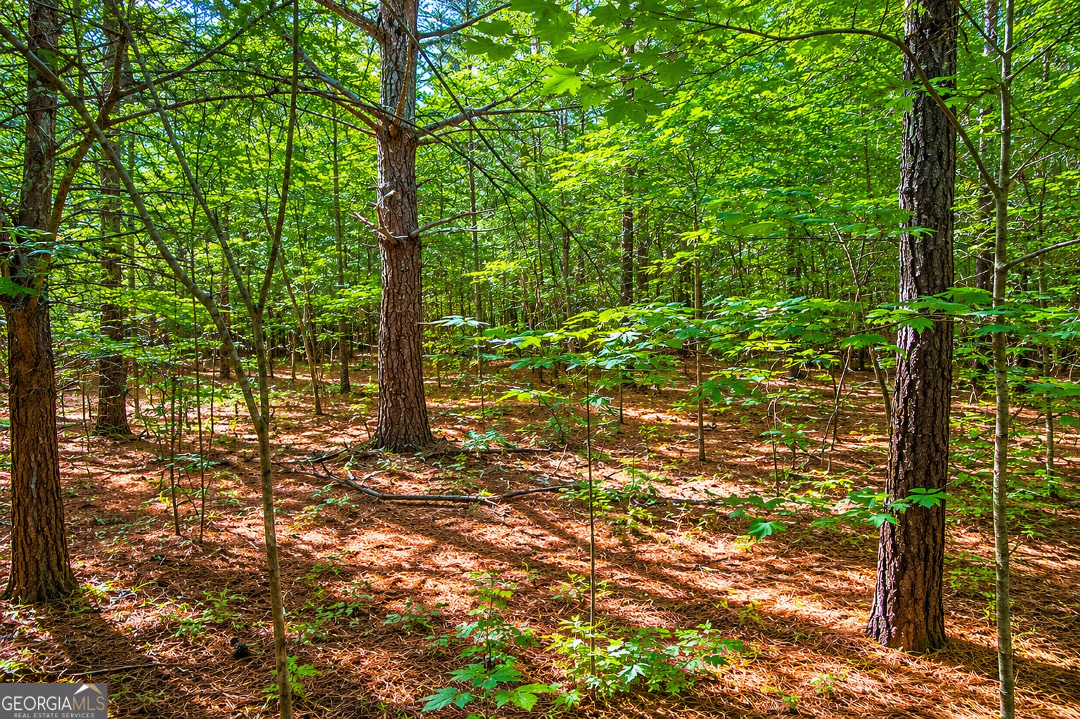7 ACRES Bronco RD