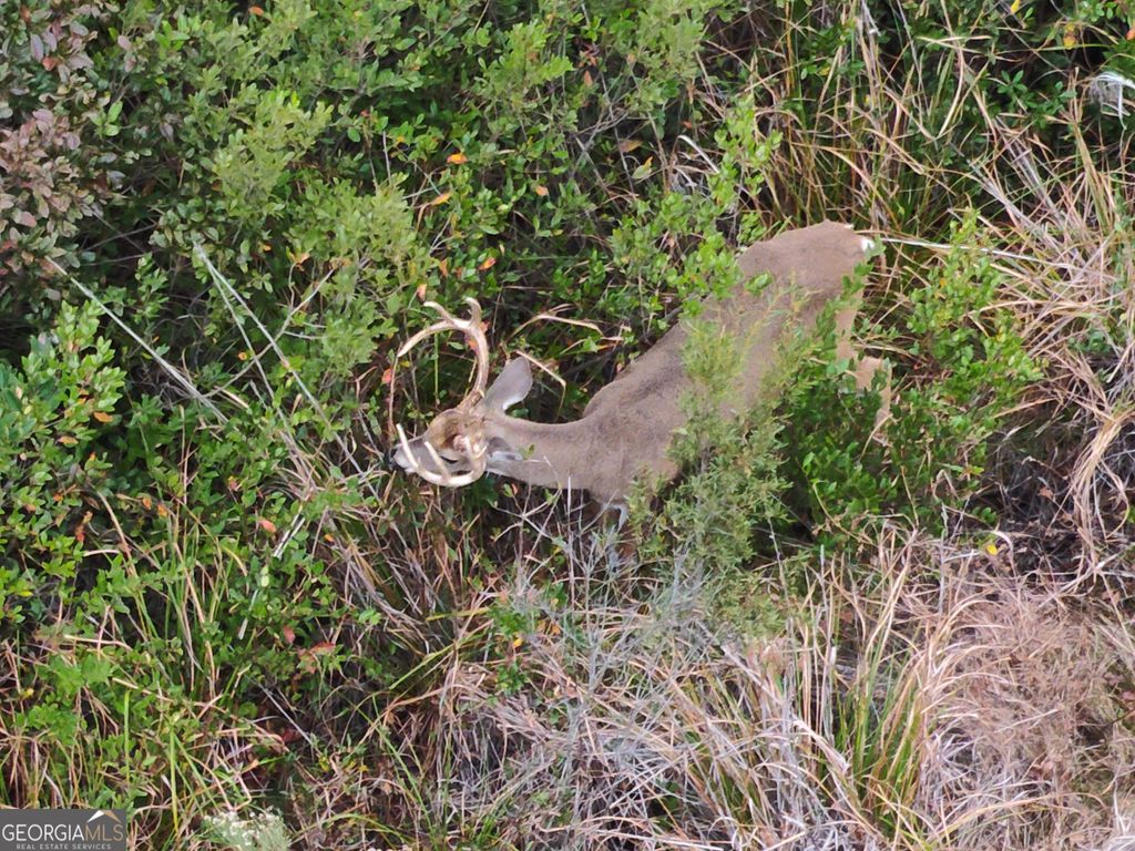 Photo of 5321 Irma Lee Lane, Tarrytown, GA 30470 (MLS # 10653881)