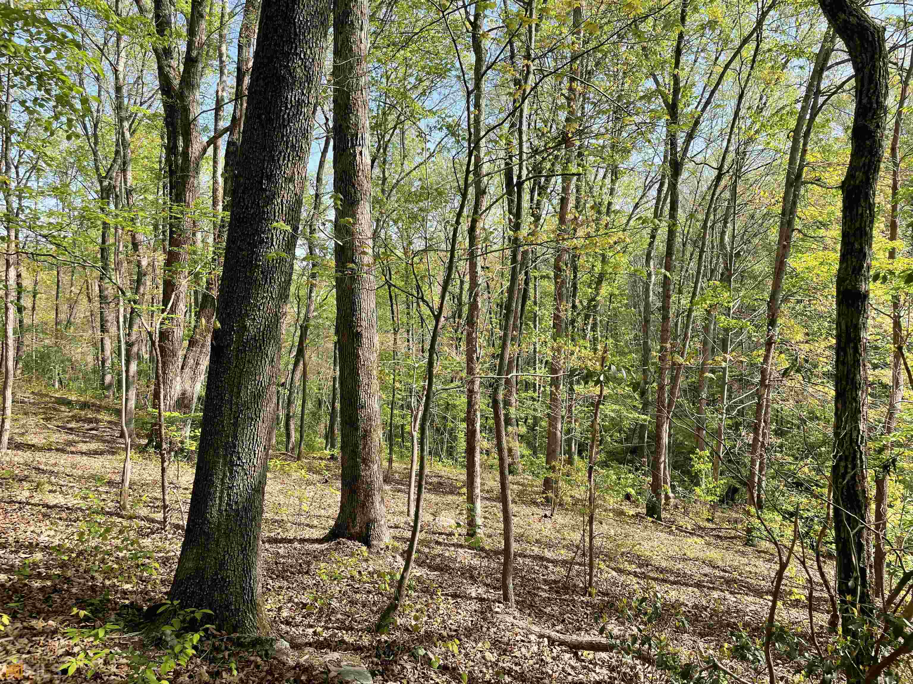 Wooded acreage with approximately 5.54 acres. Gentle terrain, mature hardwoods, wild azaleas, mountain laurel and multiple building sites. Easy access to GA 400, Dahlonega and Cleveland. Enjoy the many local attractions. Needs to be surveyed.