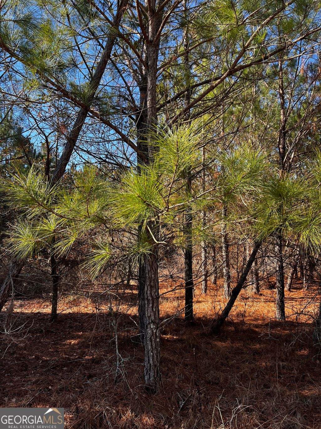 Photo of 00 Lynntown Road, COLLINS, GA 30421 (MLS # 10686879)