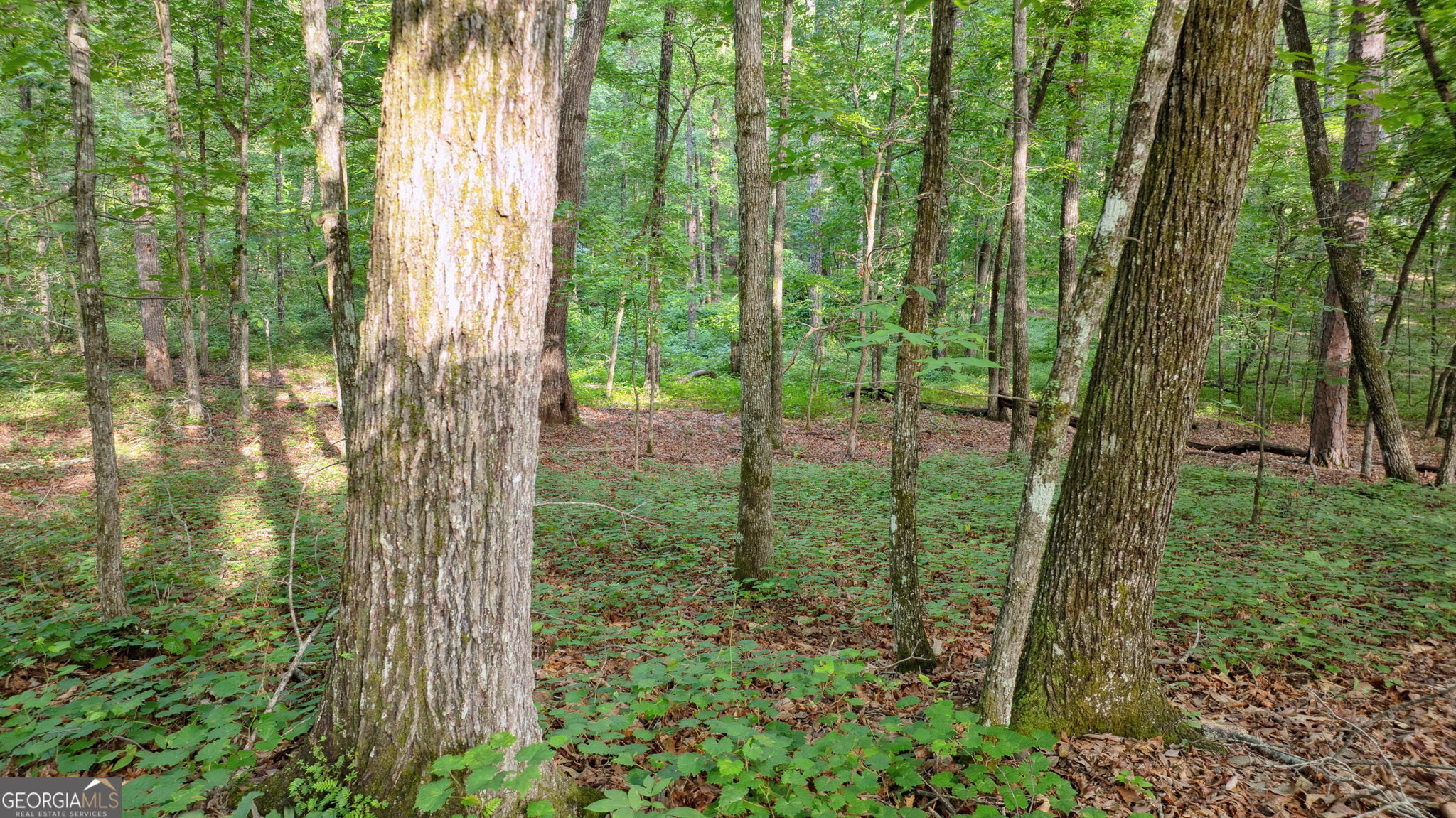 Scarlet Oaks - Residential