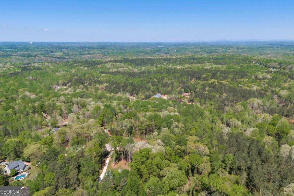 91 Lenten Rose LN