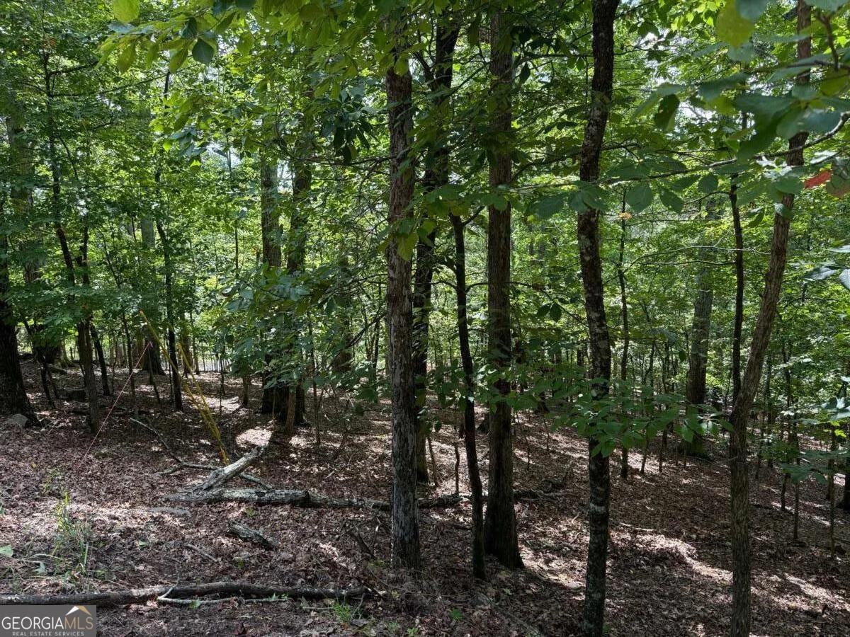 117 Tulip Tree Court