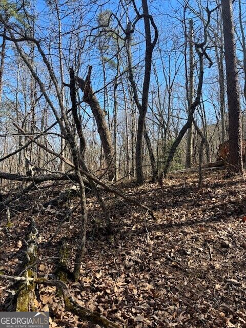 125 Gum Wood CT
