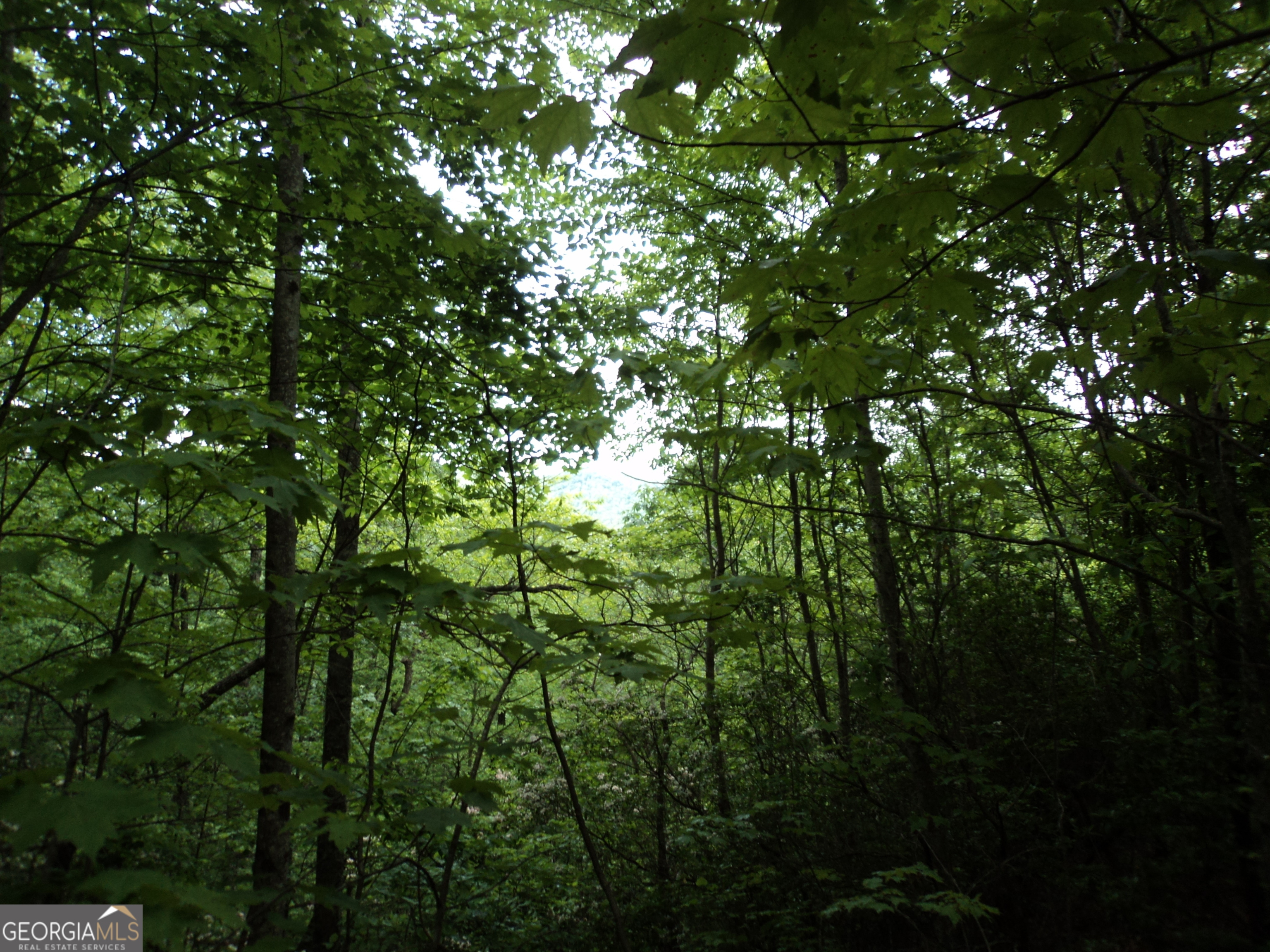 LOT SM4 Raven Fork TRL