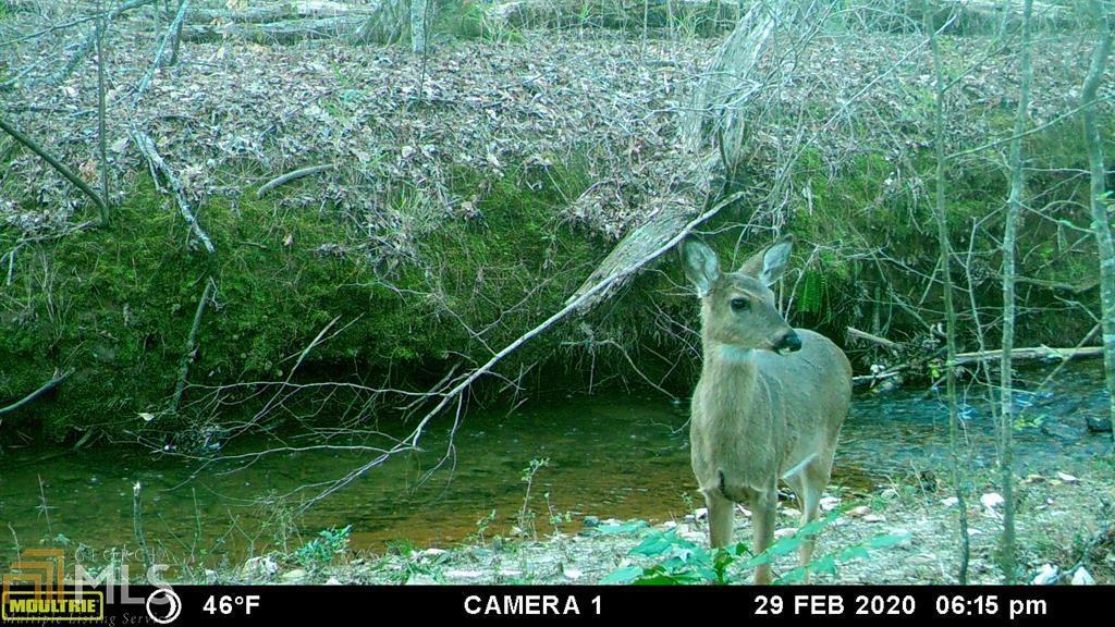 Approx. 9.92 wooded acres with a creek and wildlife, pick the perfect spot for your home. Utilities available