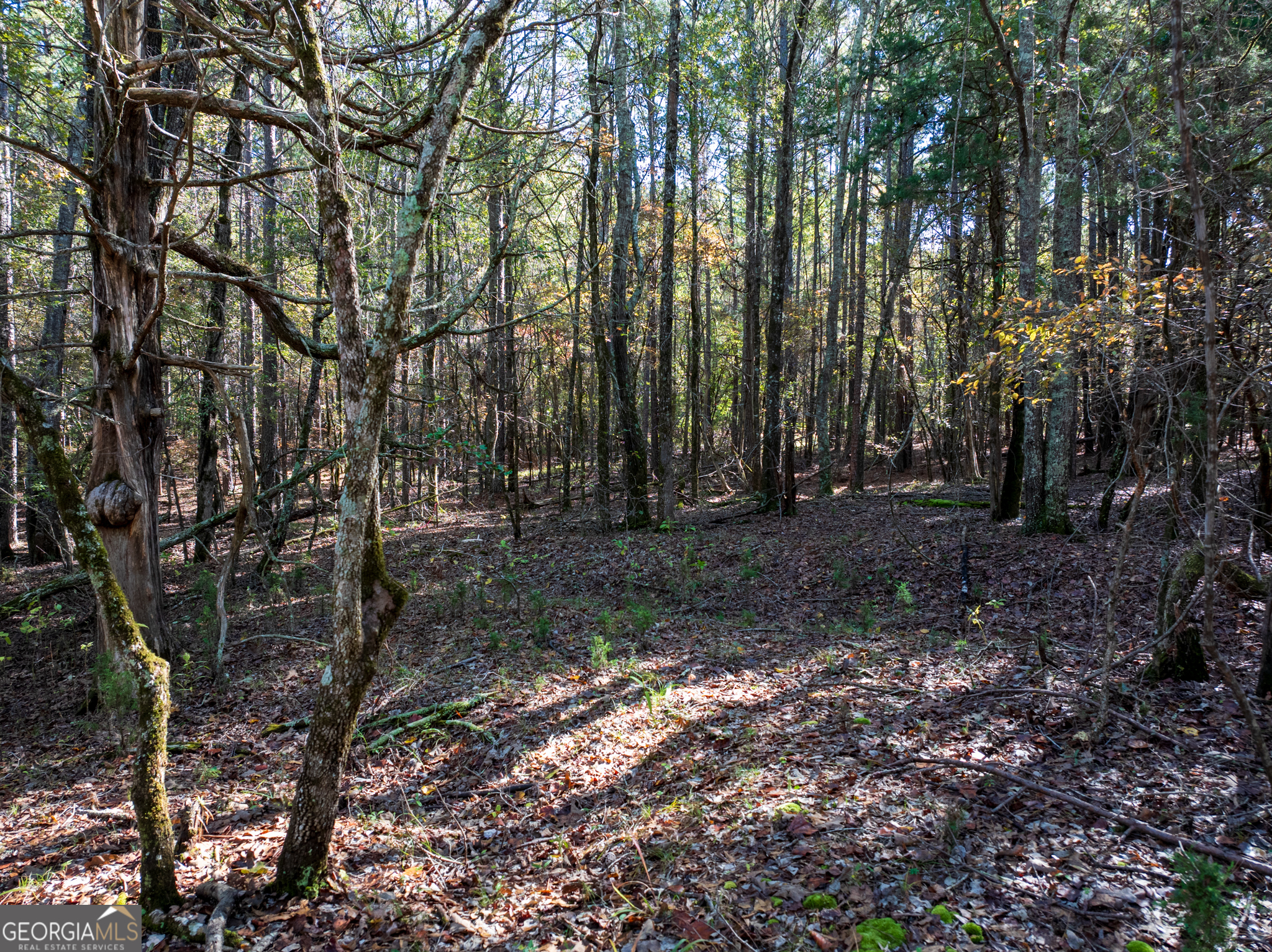 69.98 ACRES Saxon Mattox RD