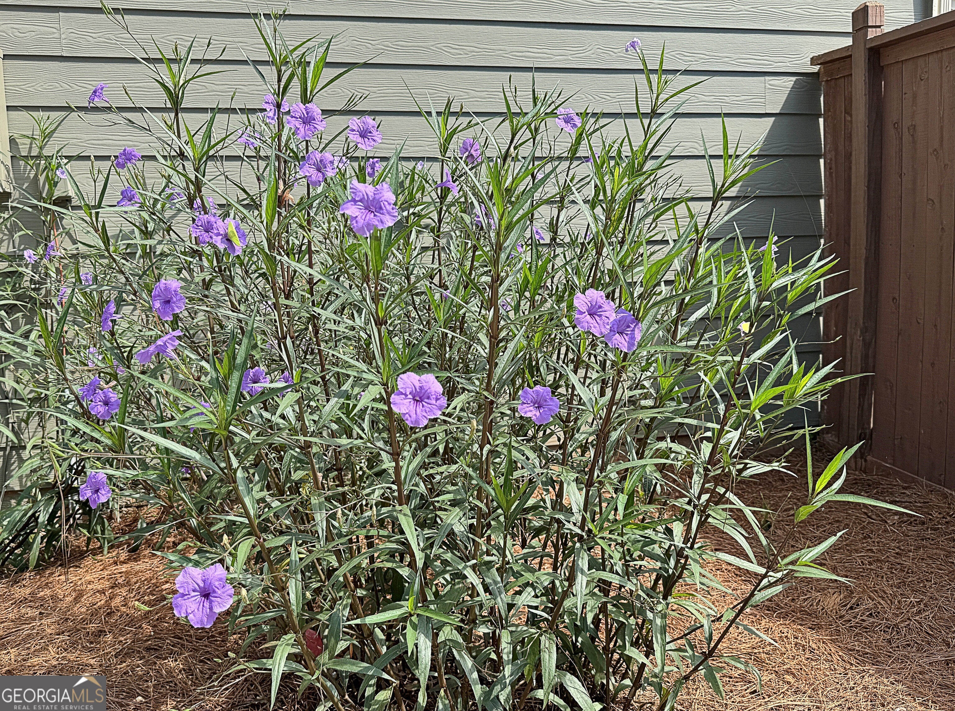 Senoia, Georgia 30276, United States, 5 Bedrooms Bedrooms, ,4 BathroomsBathrooms,Residential,Active,197096