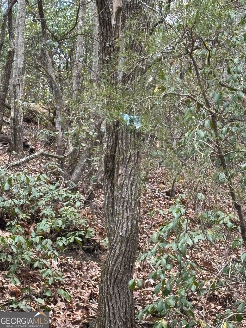 Photo of 0 Laurel Branch, Dawsonville, GA 30540 (MLS # 10838246)