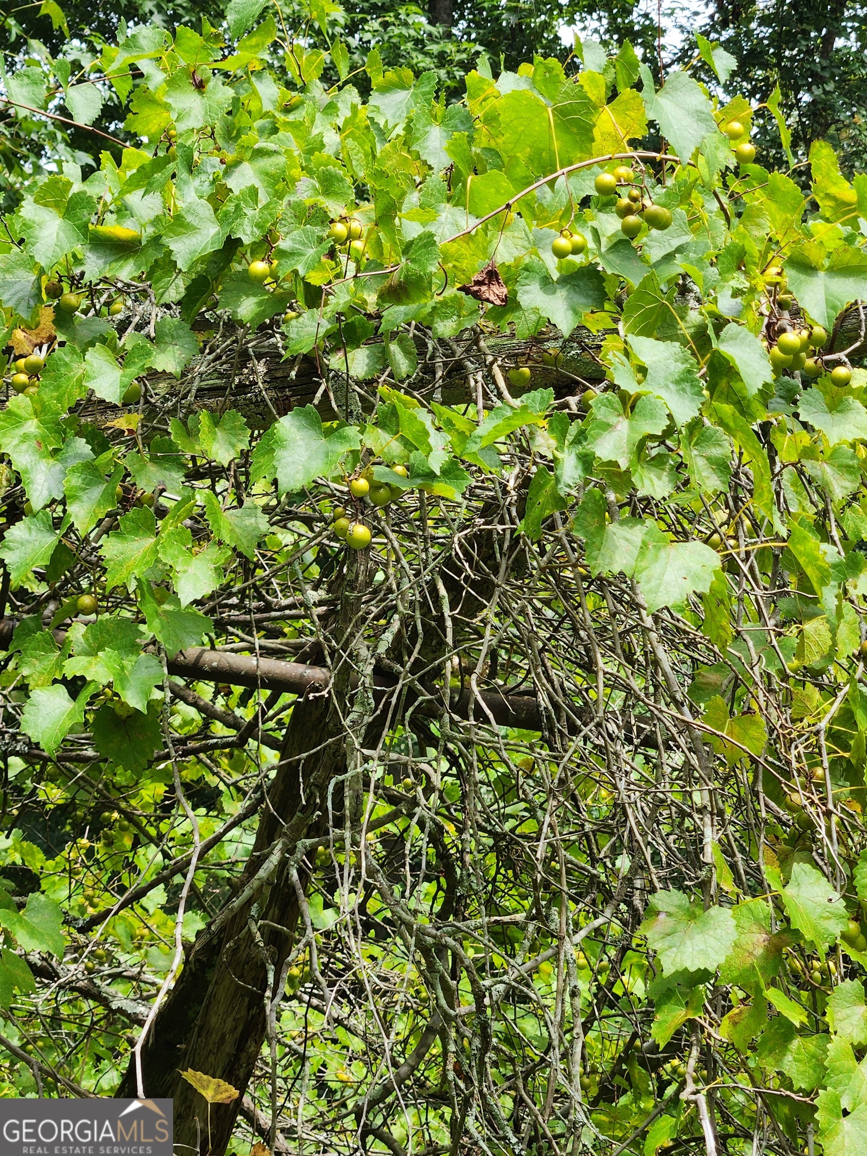 Danielsville, Georgia 30633, United States, ,Land,Pending,44726