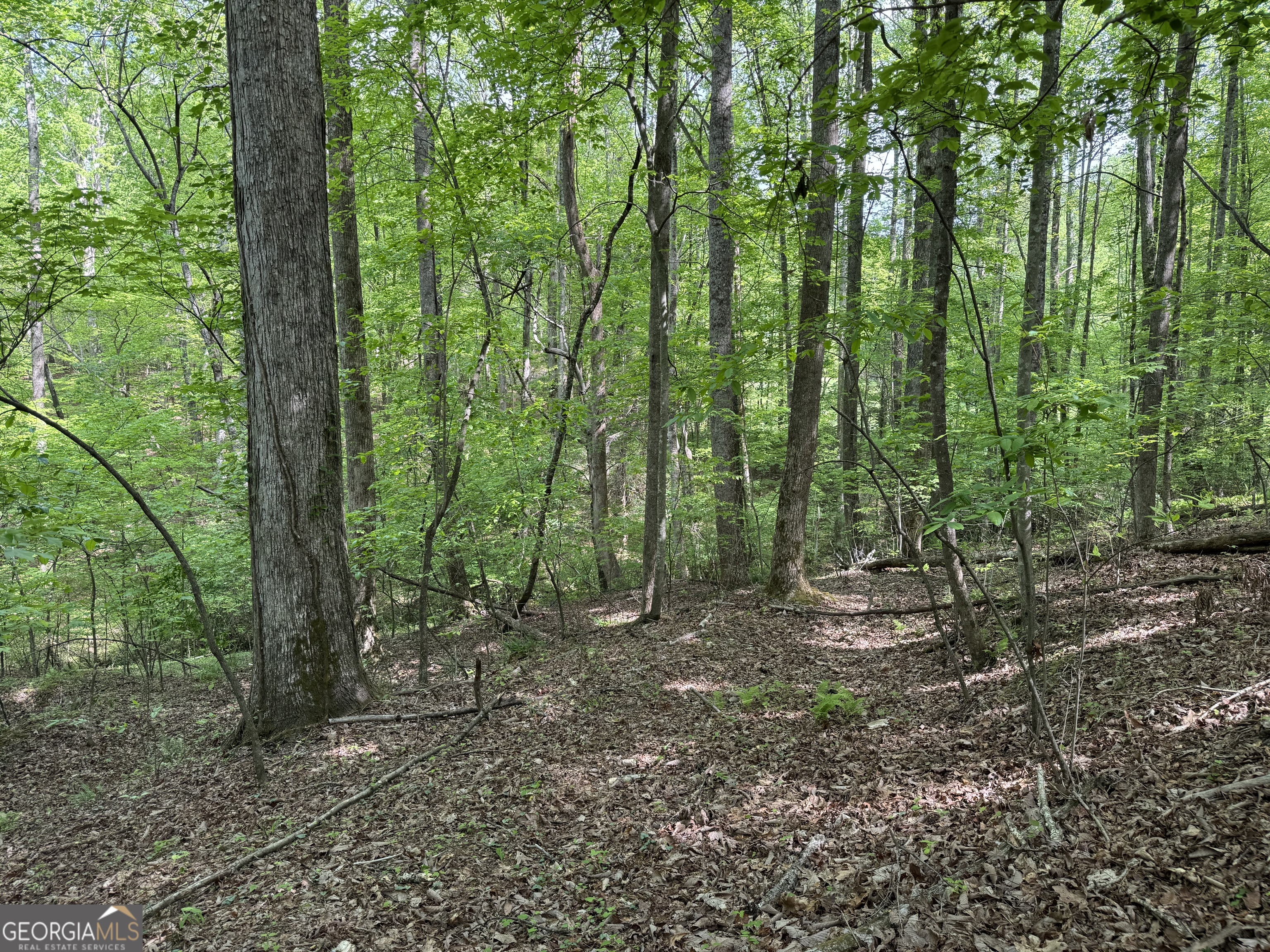 0 Lost Forest RD