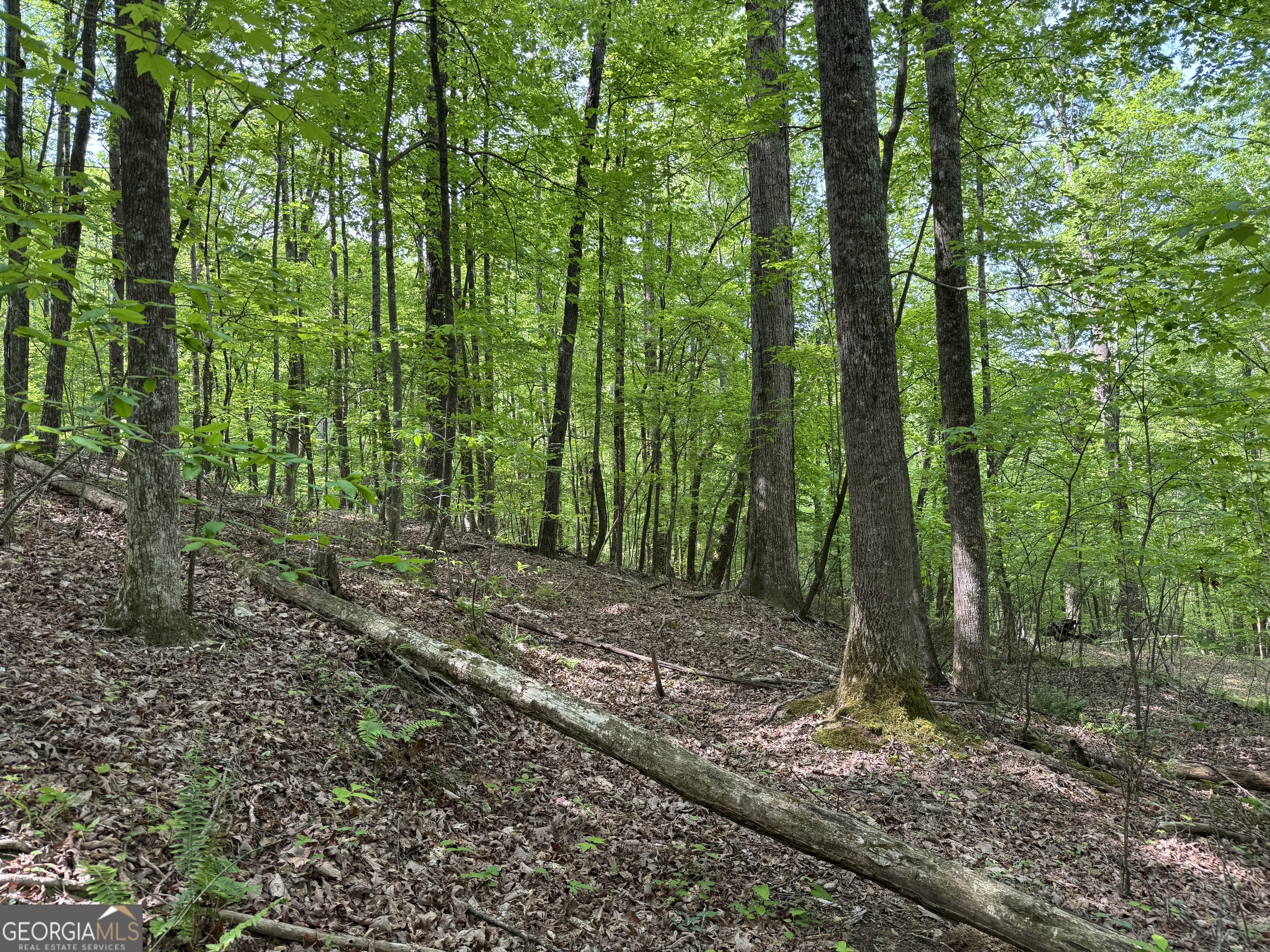 0 Lost Forest RD