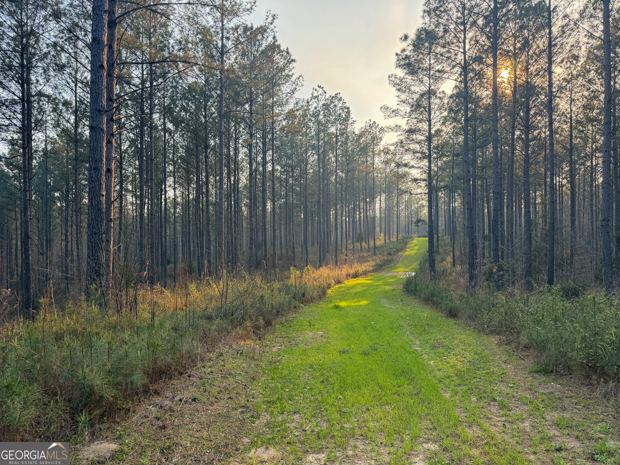 117 +/- Acres on McCosh Mill Rd.