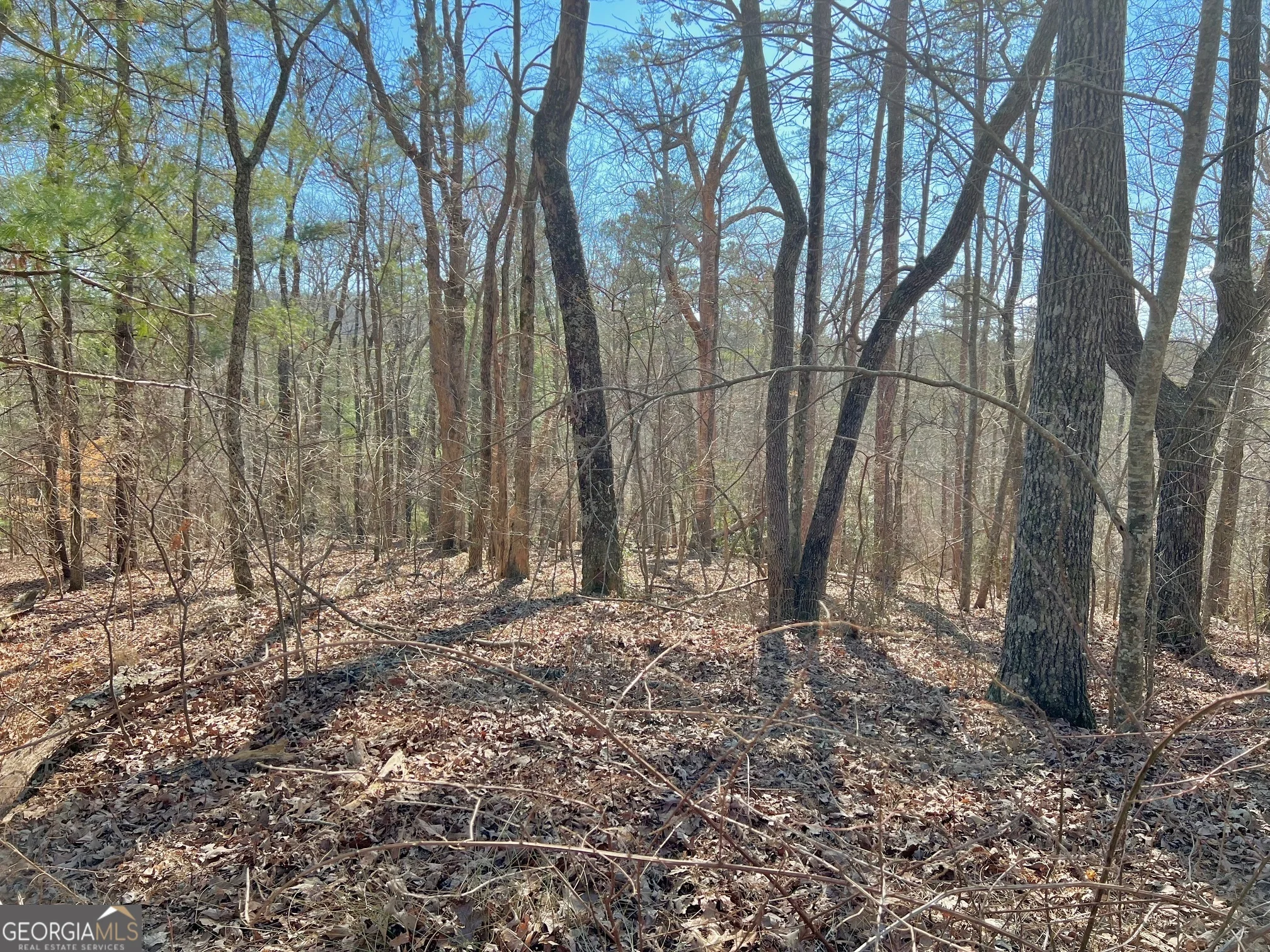 113 Beech Tree Drive
