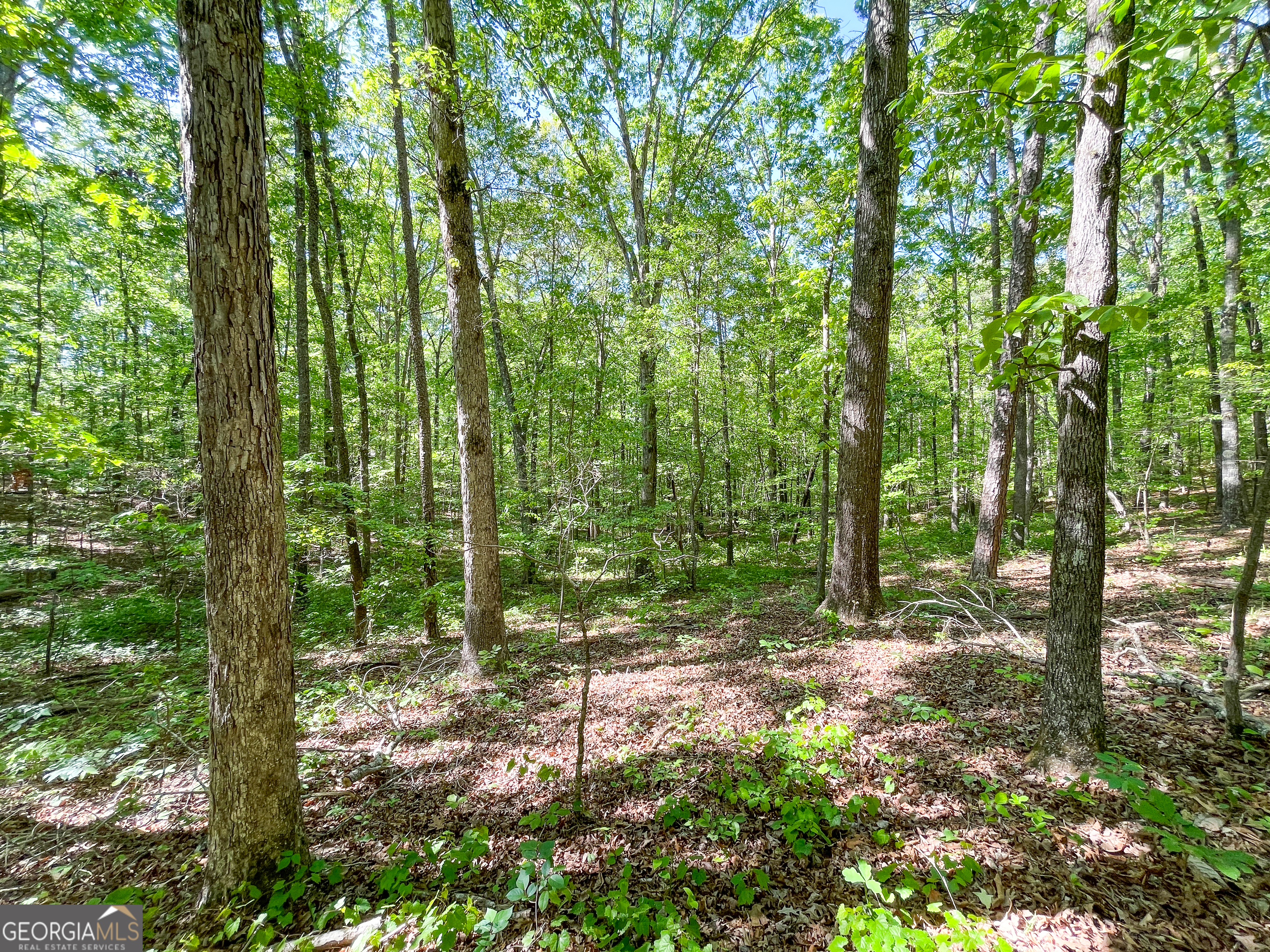 1218 Johnson Cemetery Road (29 +/-Acres)