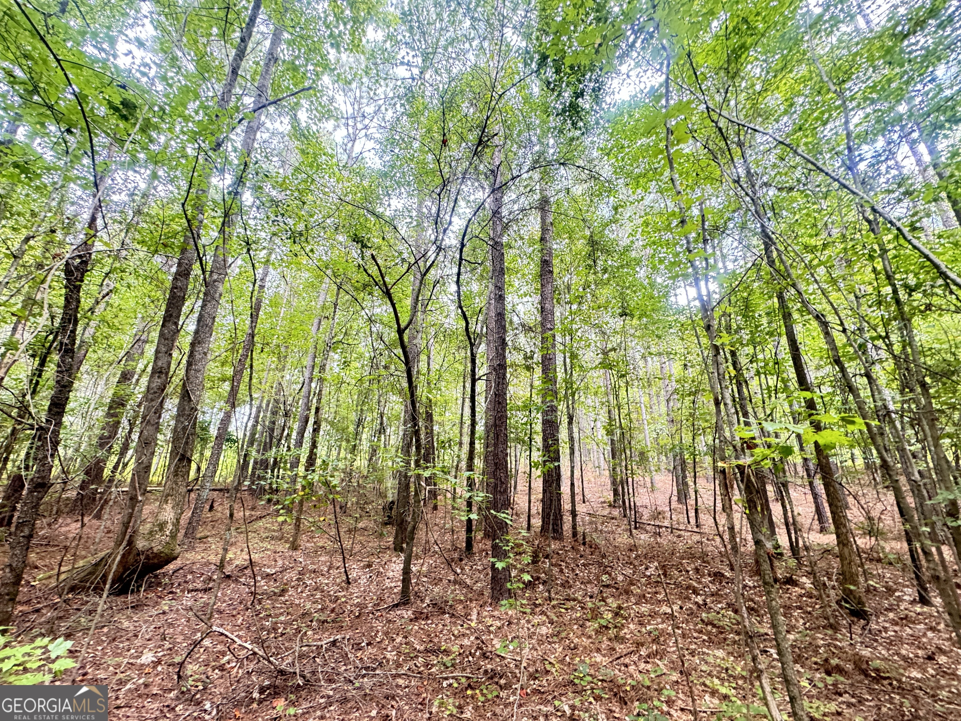 99.58 +/- AC Peace LN