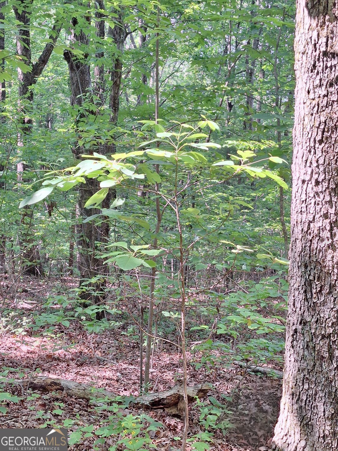 0 Sun Rock Mountain TRCE