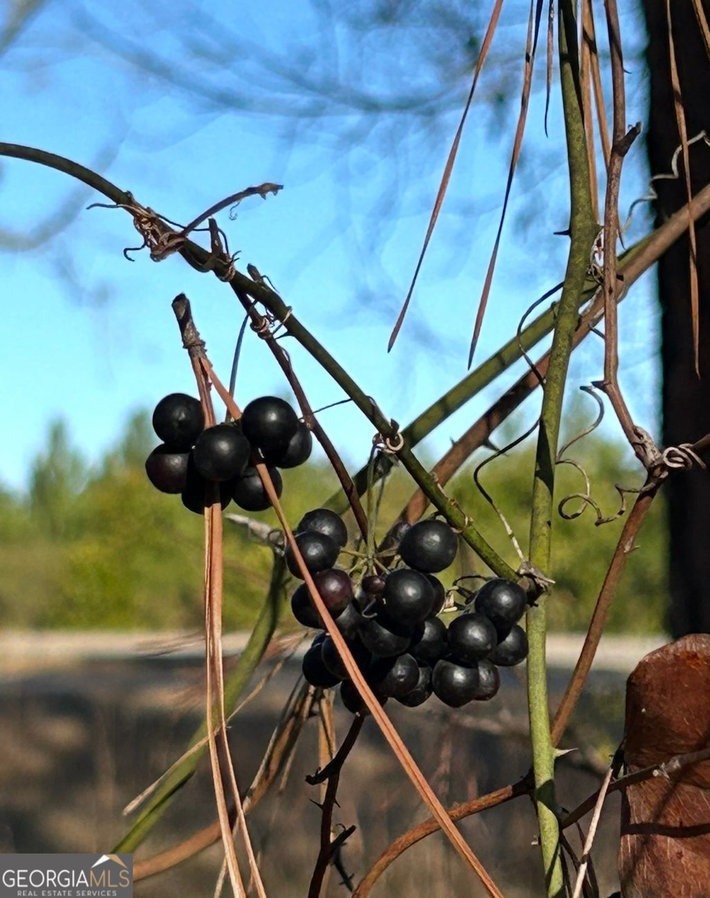 Photo of 29 Tarpley Road, Danville, GA 31017 (MLS # 10692123)