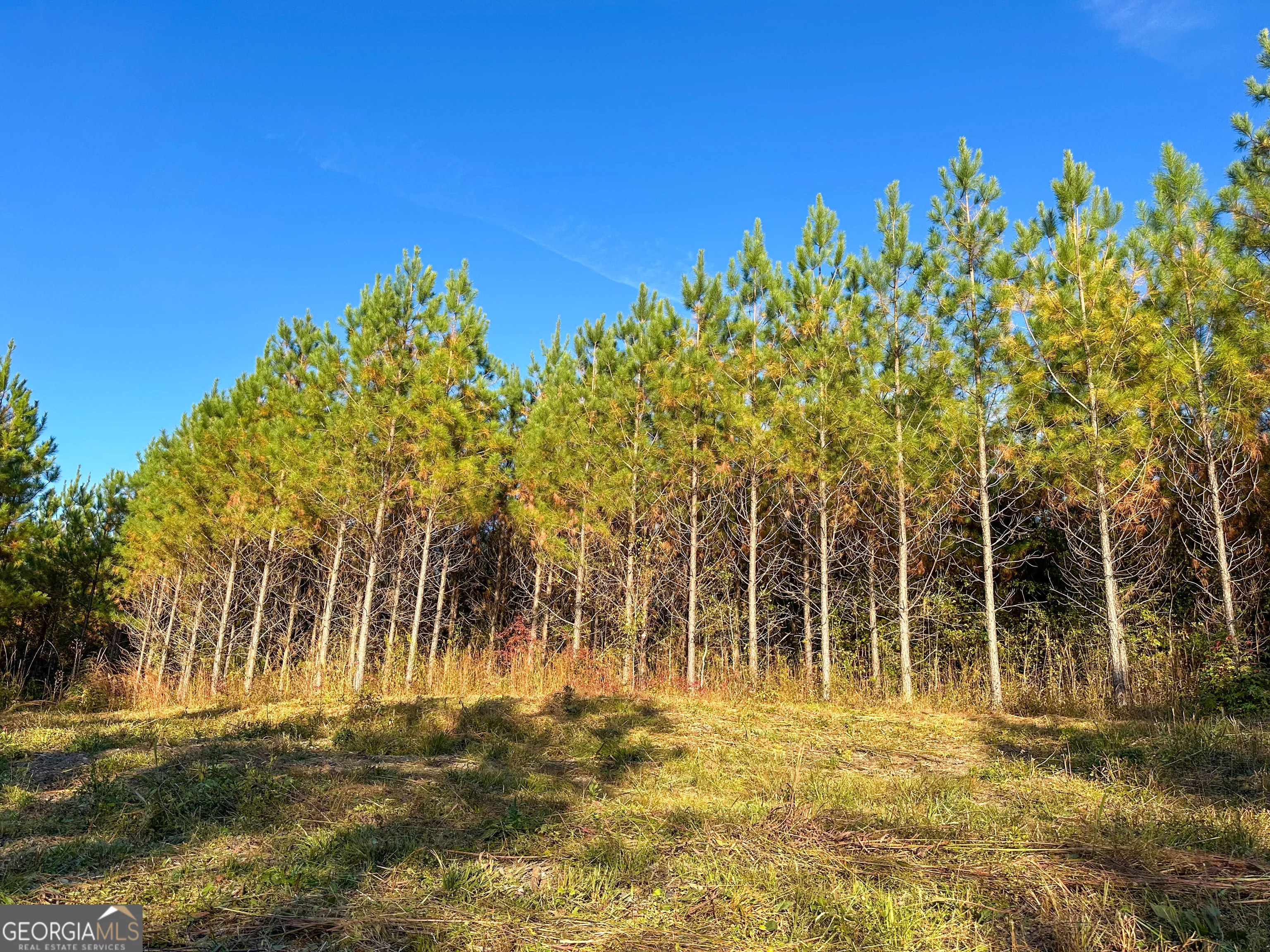 49.2 ACRES Jordon Road, Waverly Hall, GA, 31831
