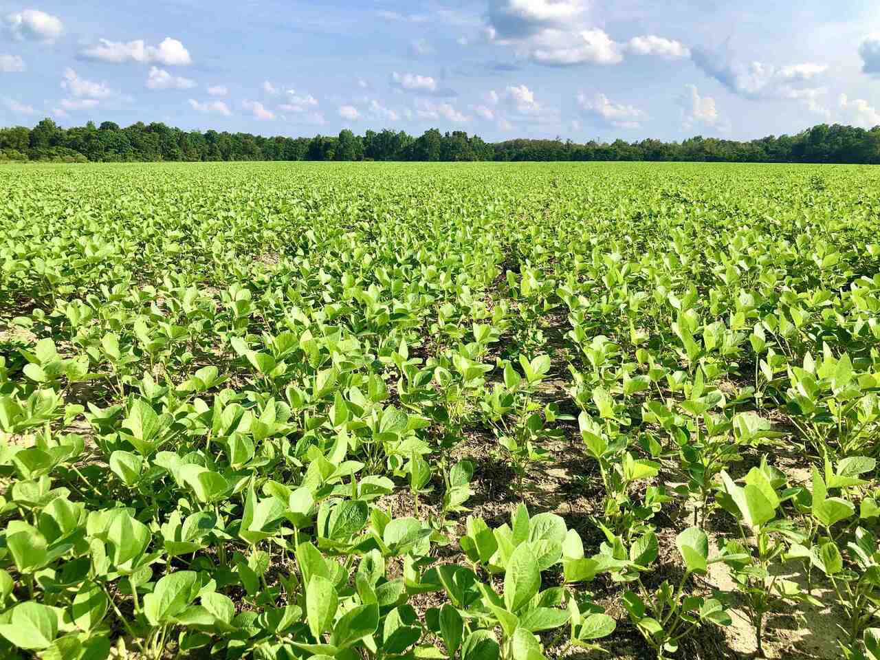 Seller may divide. 77.91 Acre mini farm located in a very desirable location of Houston County, GA. This property offers several home-sites to choose from, plenty of open area for cattle or horses, and wooded areas that offer excellent hunting. Located approximately 5 min from the nearest access to I-75, and approximately 15 min SW of Perry. Features Include: * Located on Whitfield Rd. in SW Houston County near the Dooly County line * Approximately 700' of paved road frontage that allows easy access into this property * Electricity is accessible from the source located along the road frontage * Approximately 43 acres currently in crop production, remaining acreage consists of pine/hardwood mix, small creek and small wet weather pond * Great deer hunting * Topography consists of flat and gently rolling terrain * This property is NOT in CUVA tax covenant Property will be shown by appointment only. To schedule a showing, please contact agent.