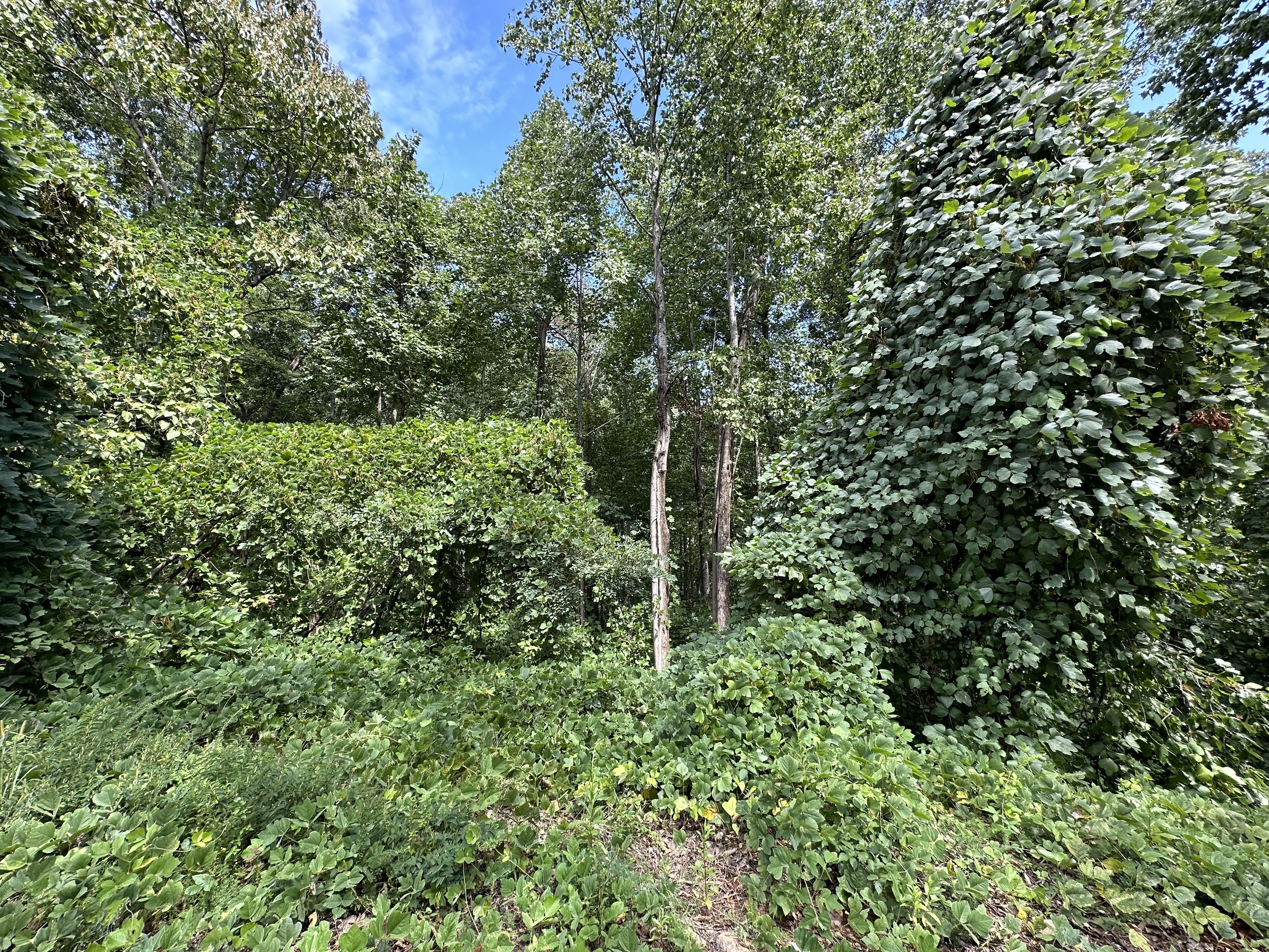 Clayton, Georgia 30525, United States, ,Land,Active,70623