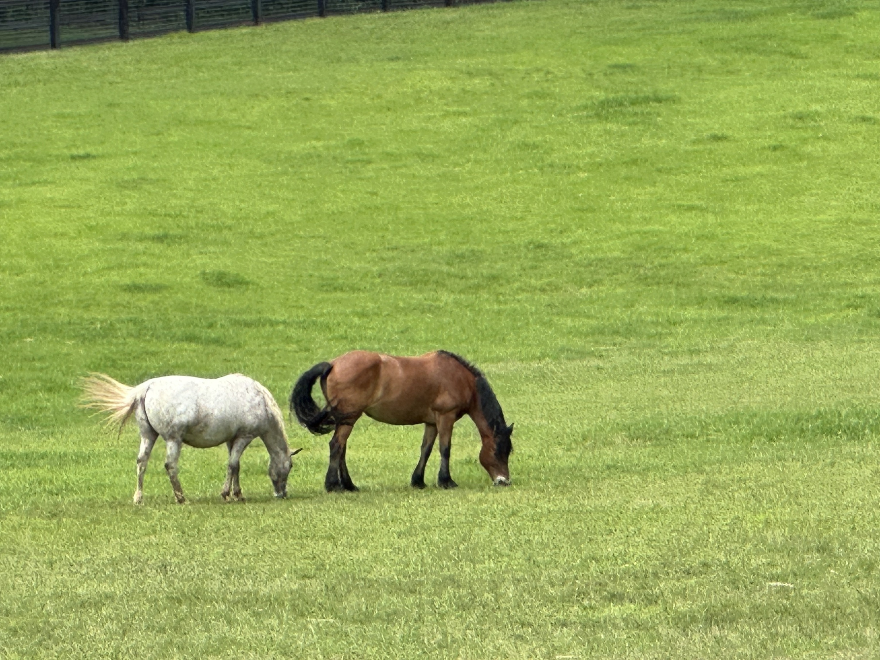 Clayton, Georgia 30525, United States, 8 Bedrooms Bedrooms, ,8 BathroomsBathrooms,Residential,Active,216322