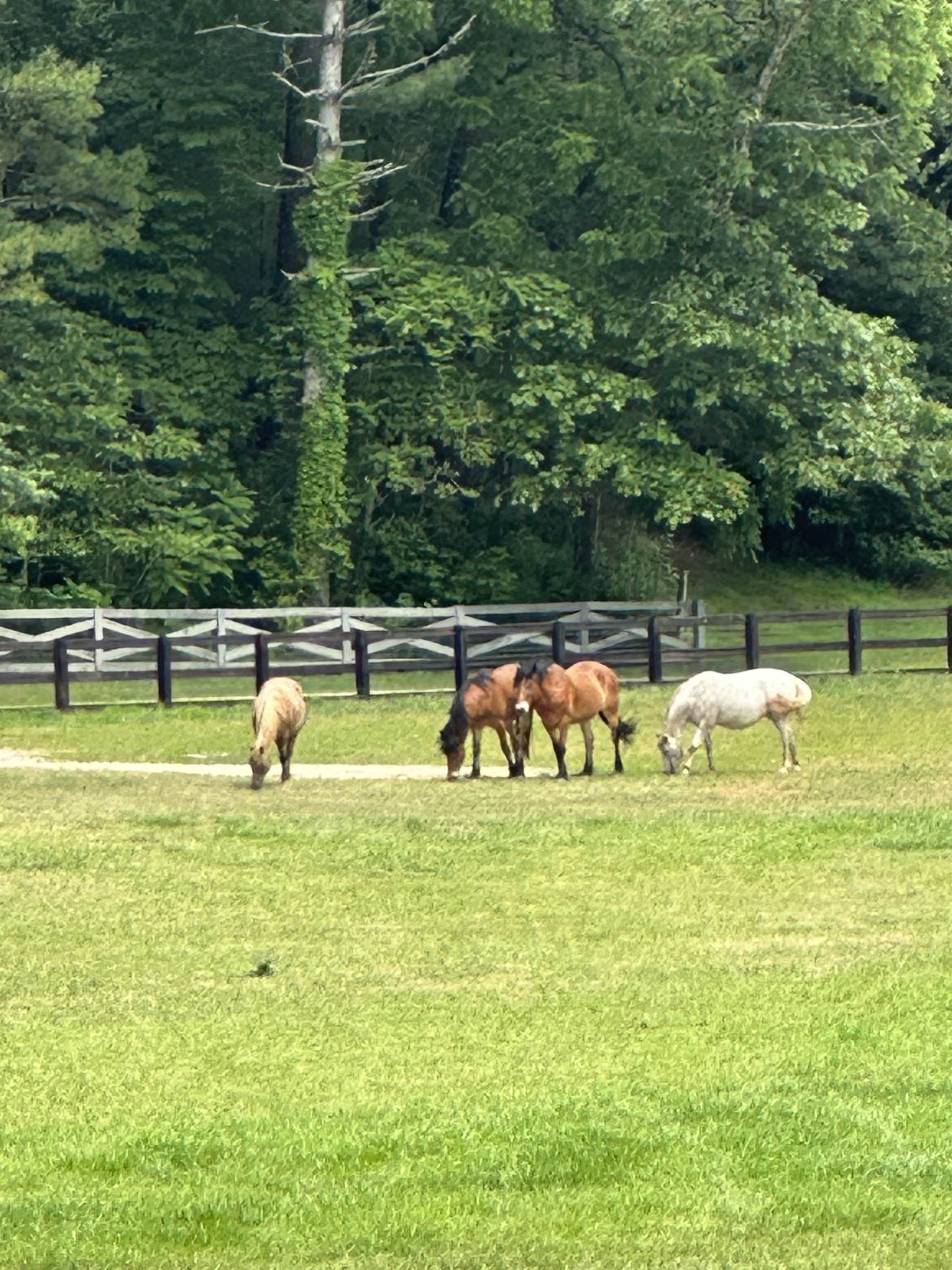 Clayton, Georgia 30525, United States, 8 Bedrooms Bedrooms, ,8 BathroomsBathrooms,Residential,Active,216322