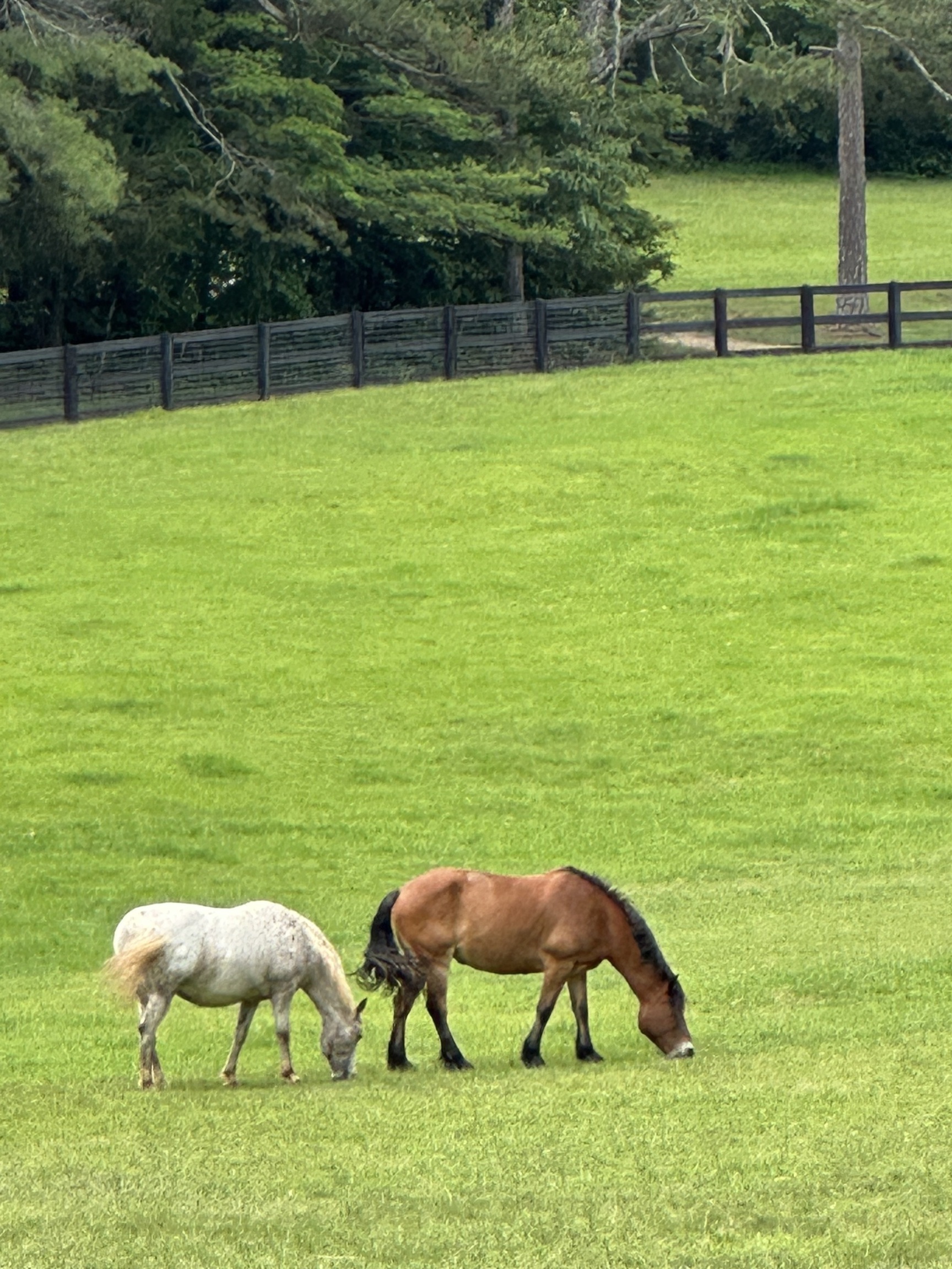 Clayton, Georgia 30525, United States, 8 Bedrooms Bedrooms, ,8 BathroomsBathrooms,Residential,Active,216322