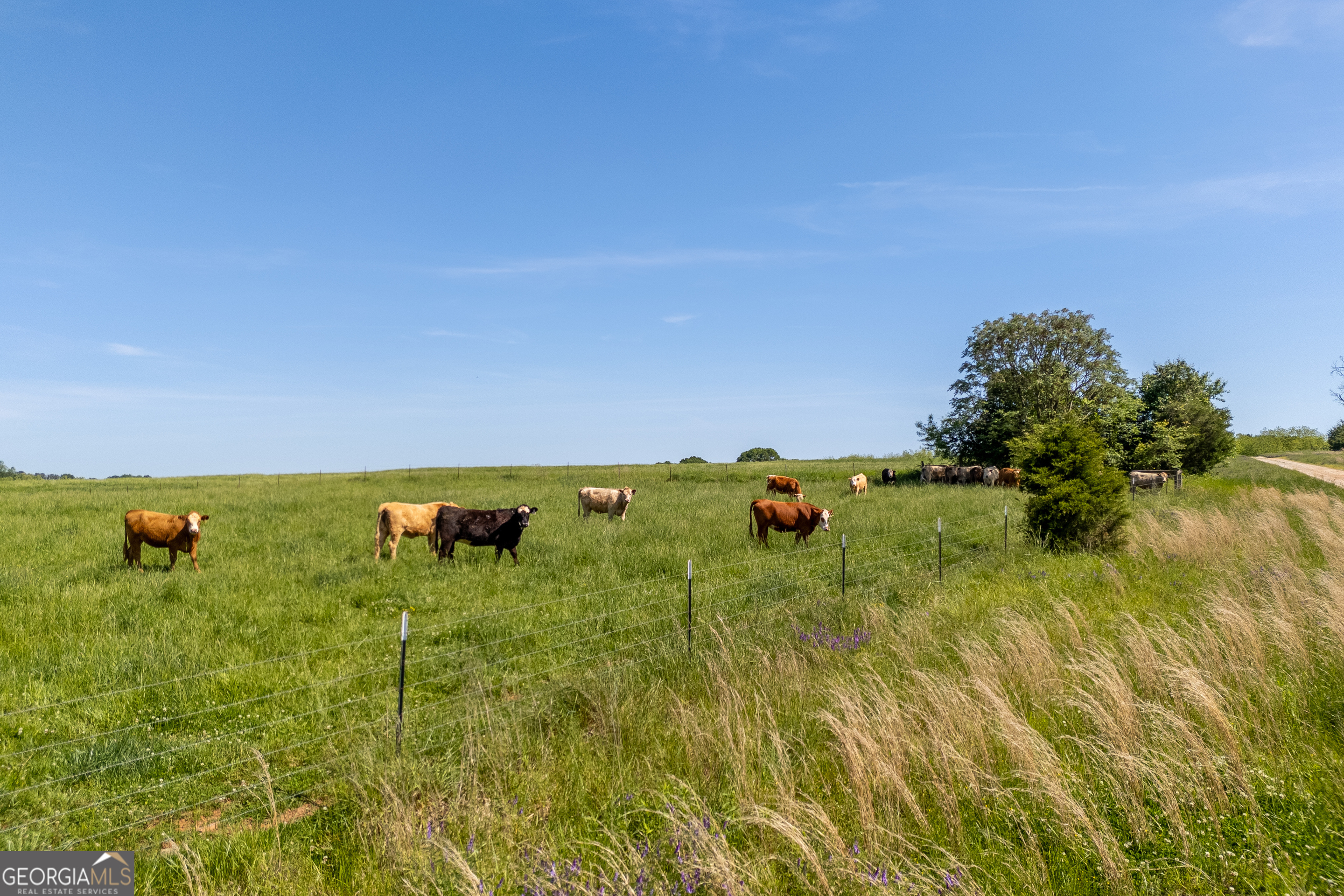 Carnesville, Georgia 30521, United States, ,Land,Active,12204